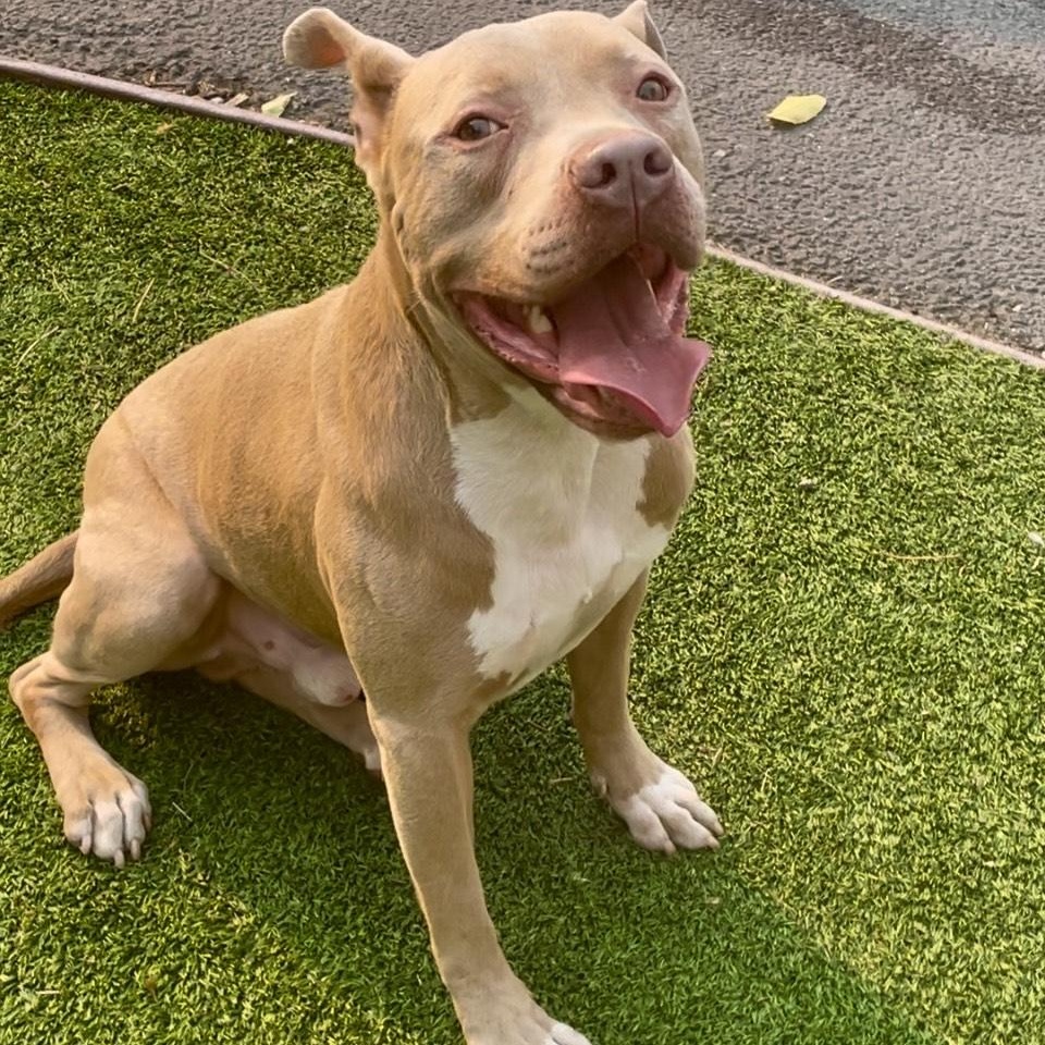 Finn-Gentle and Goofy, a Adoptable mixed breed in Pasadena, CA image 4/6