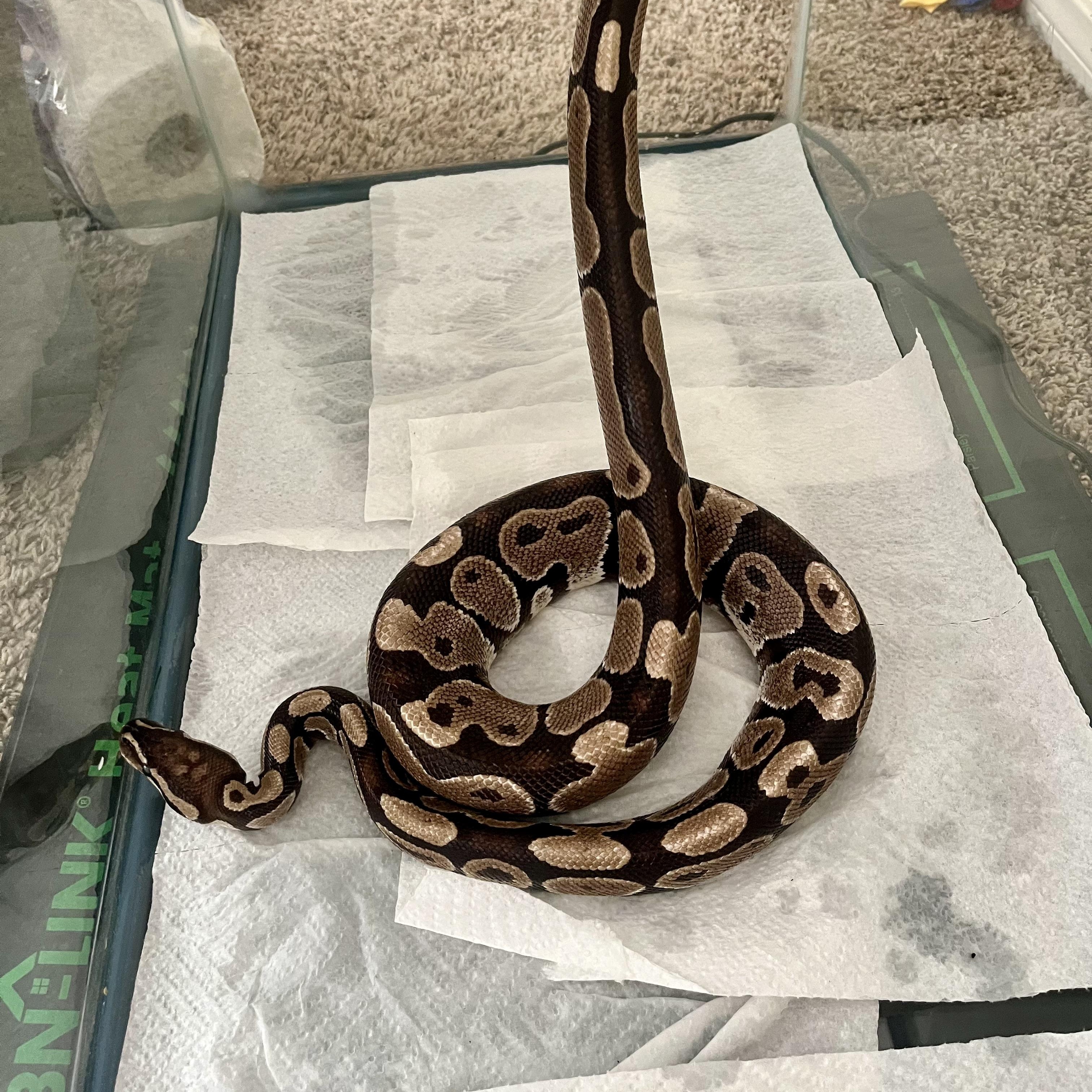 Tater Tot, a Adoptable Ball Python in Las Vegas, NV image 3/4
