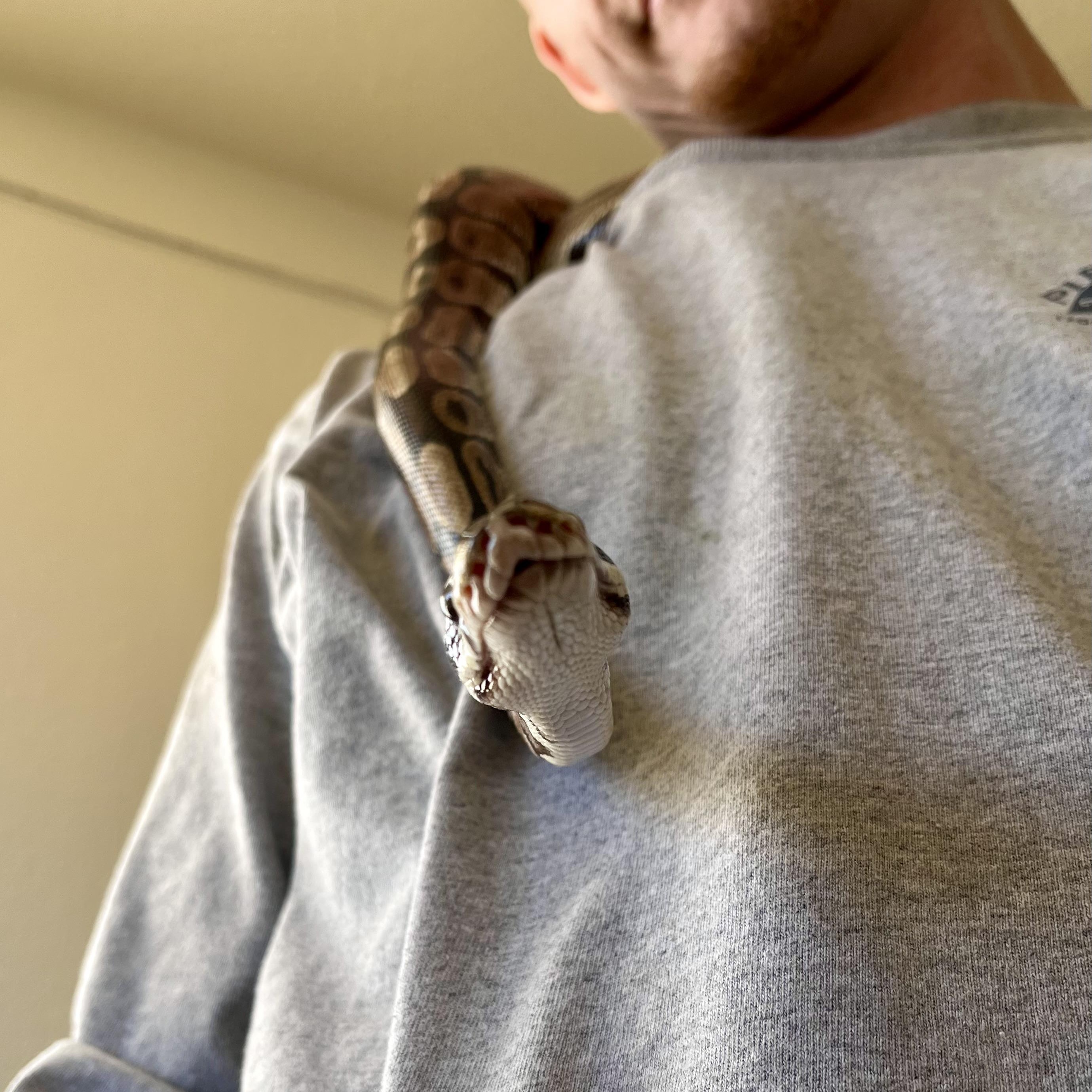 Tater Tot, a Adoptable Ball Python in Las Vegas, NV image 4/4