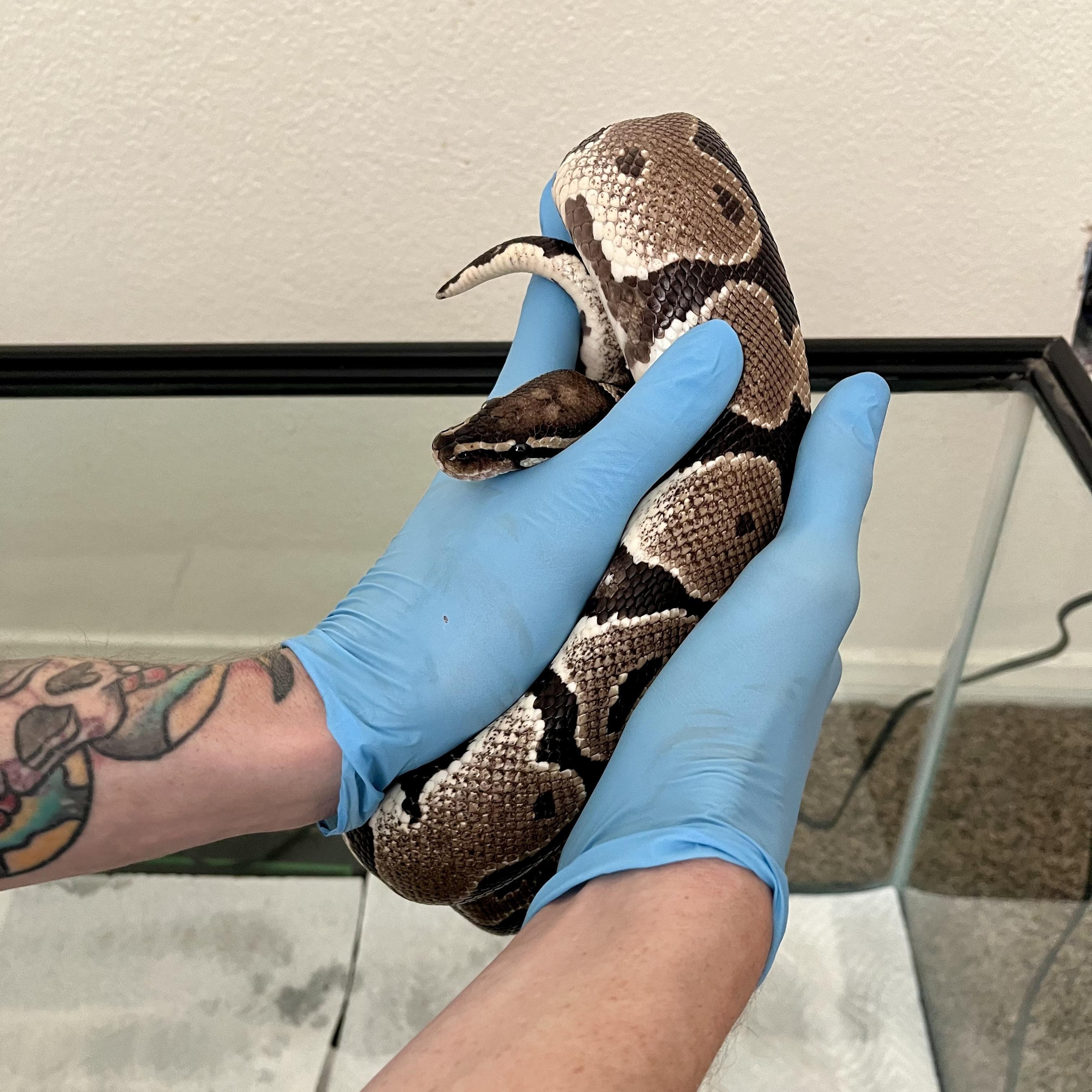 Tater Tot, a Adoptable Ball Python in Las Vegas, NV image 2/4