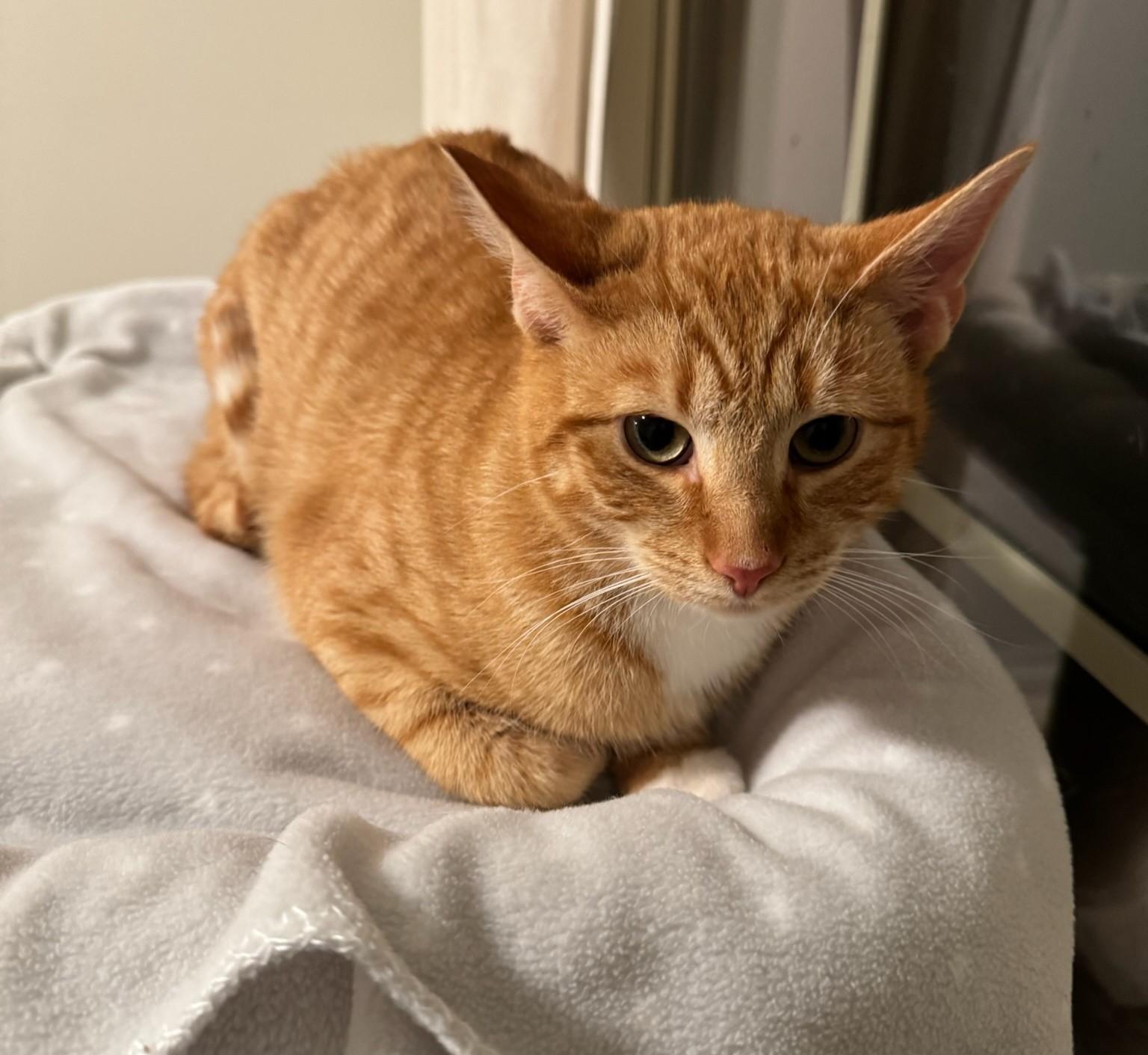 Enlarge Wynken, a Adoptable Domestic Short Hair in Rossville, TN image 4/5