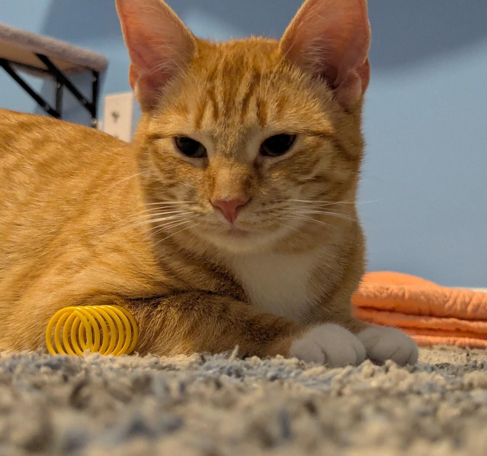 Enlarge Wynken, a Adoptable Domestic Short Hair in Rossville, TN image 3/5