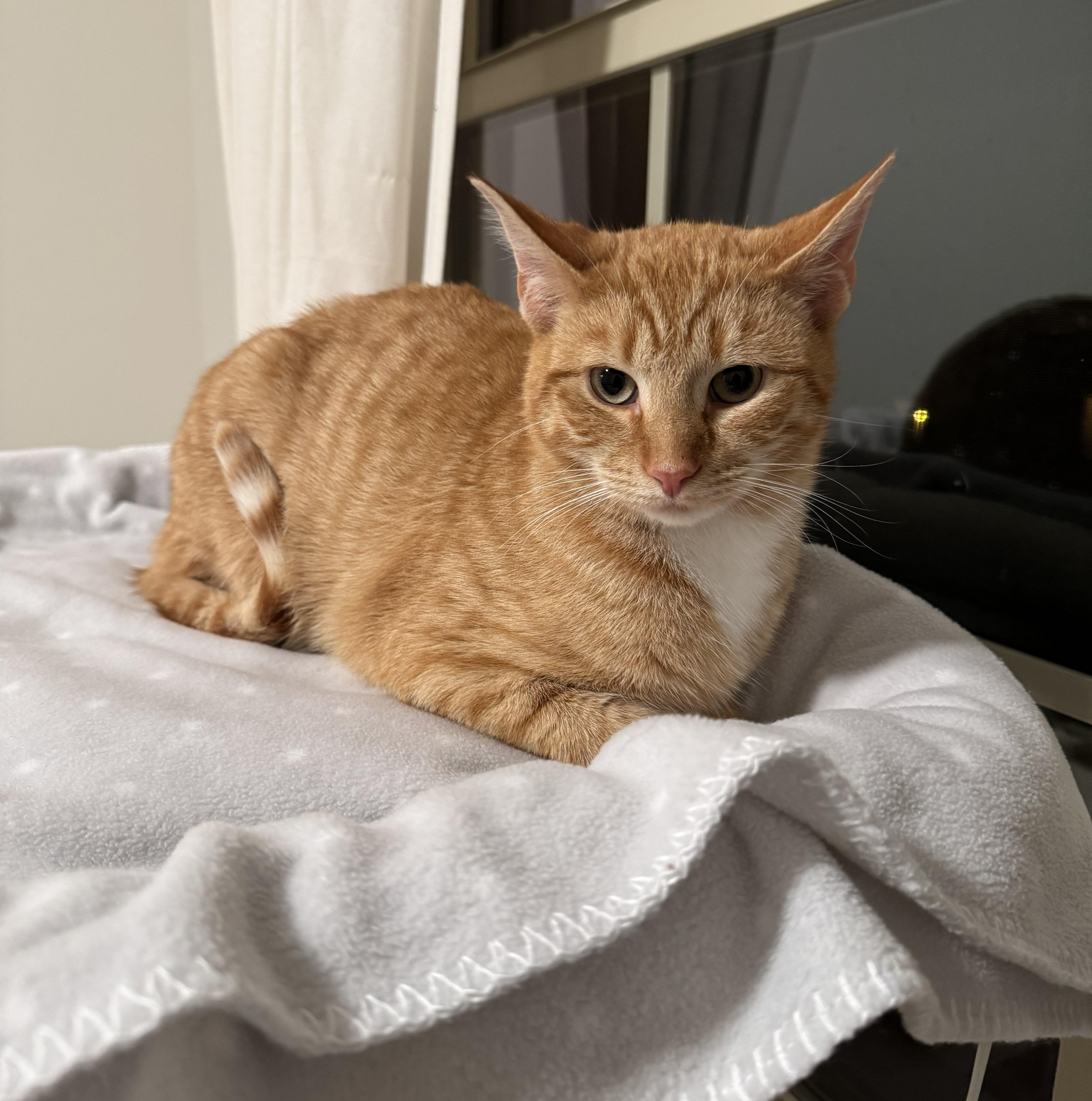 Enlarge Wynken, a Adoptable Domestic Short Hair in Rossville, TN image 1/5