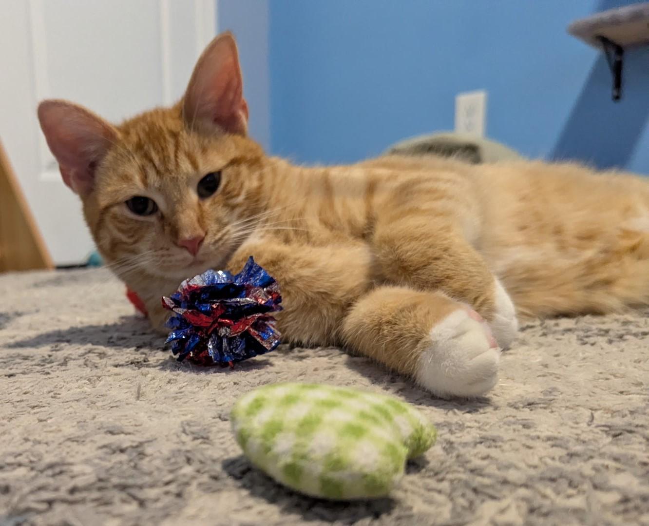 Enlarge Wynken, a Adoptable Domestic Short Hair in Rossville, TN image 2/5