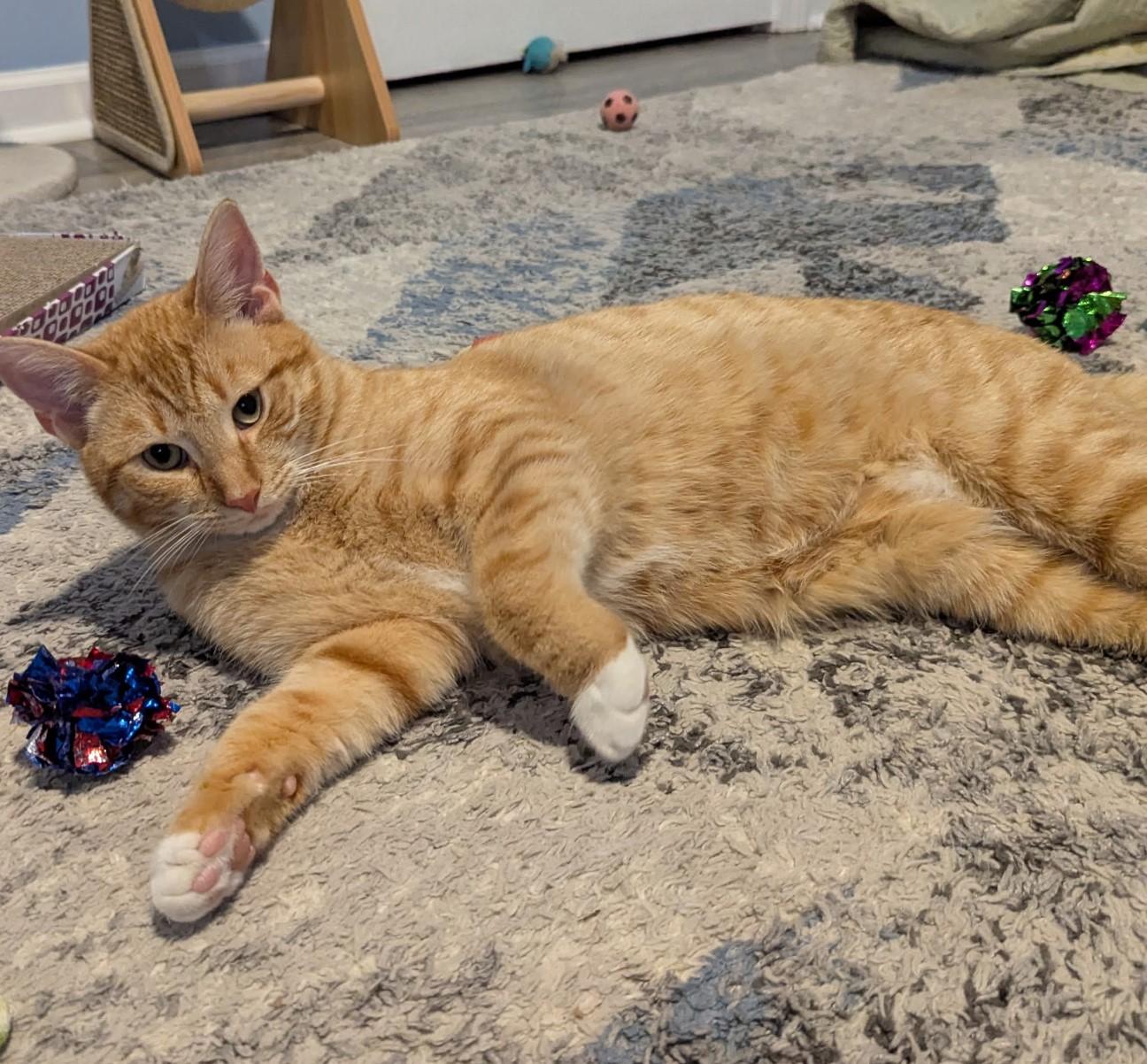 Enlarge Wynken, a Adoptable Domestic Short Hair in Rossville, TN image 5/5