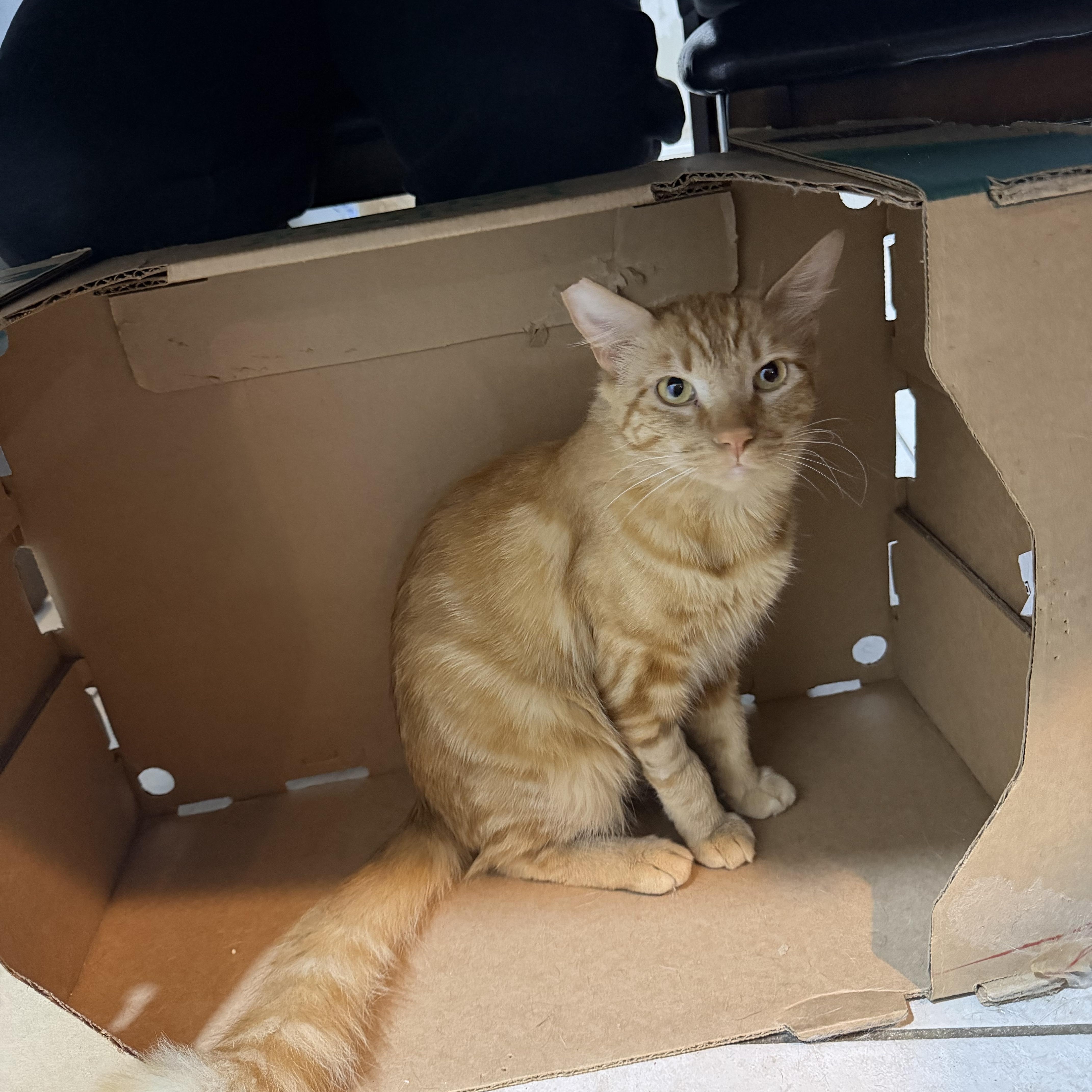 Enlarge Rain, an adopted Domestic Short Hair in Bell Gardens, CA image 5/5