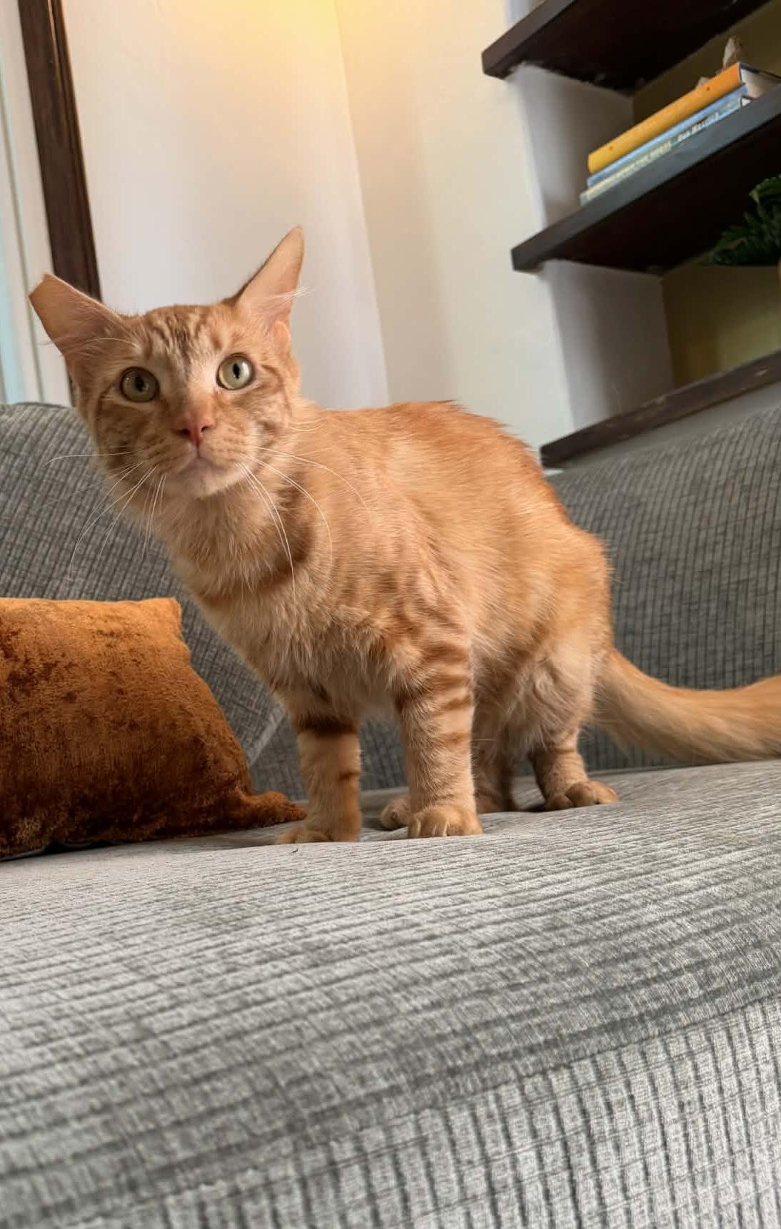 Enlarge Rain, an adopted Domestic Short Hair in Bell Gardens, CA image 2/5