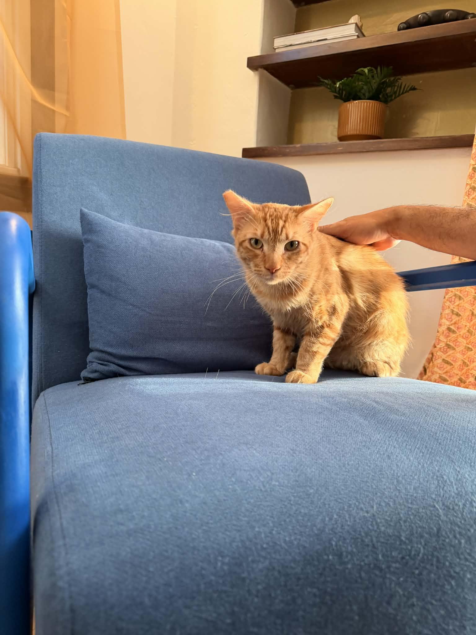 Enlarge Rain, an adopted Domestic Short Hair in Bell Gardens, CA image 4/5