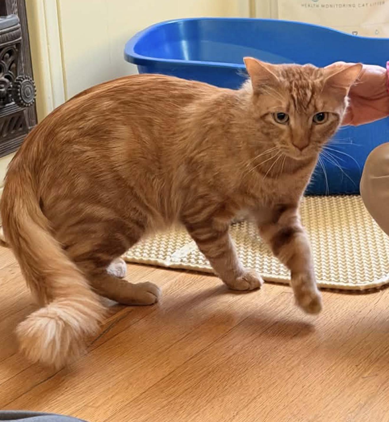 Enlarge Rain, an adopted Domestic Short Hair in Bell Gardens, CA image 1/5