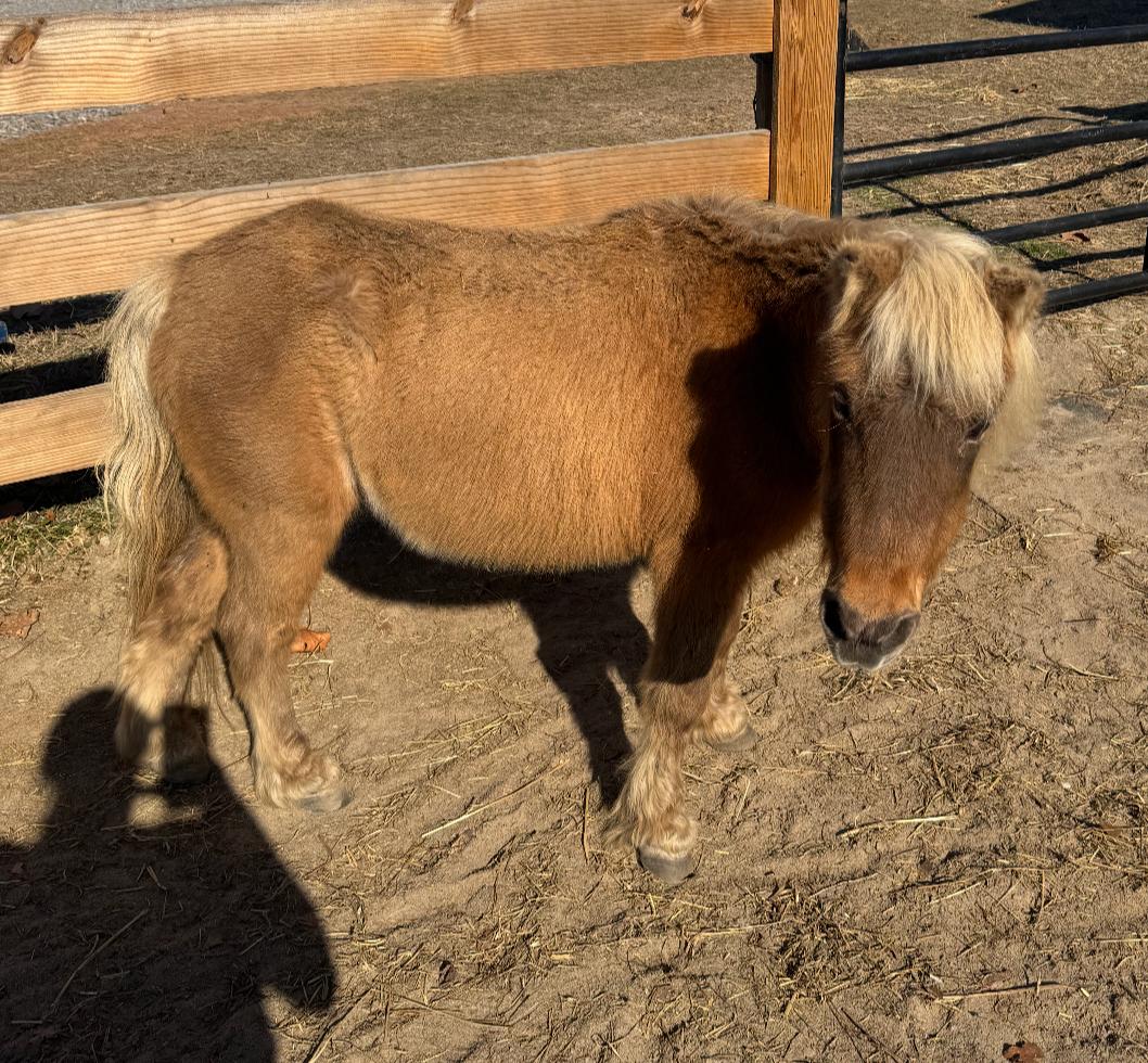 Maisey, adopted, Senior Female Miniature Horse.