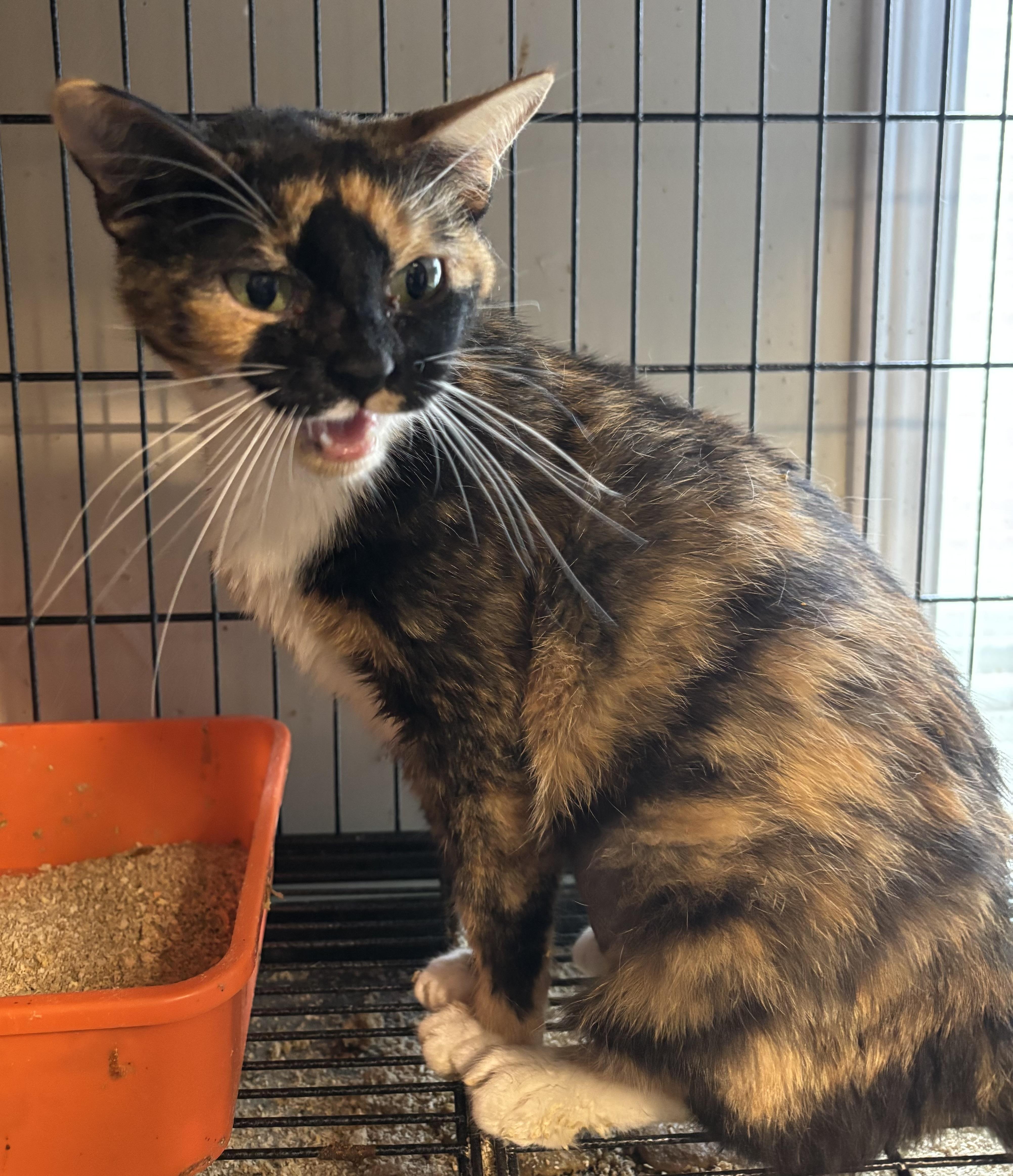 Enlarge Reeses, a Adoptable Domestic Short Hair in GREENVILLE, NC image 1/1