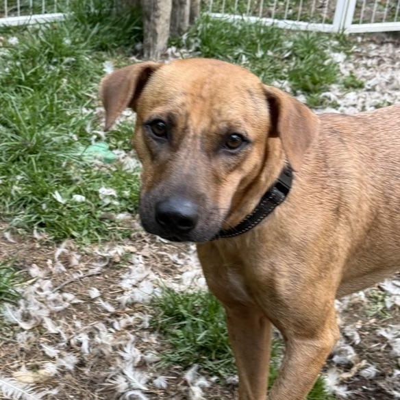Enlarge JoJo, a Adoptable mixed breed in Ridgefield, CT image 2/6