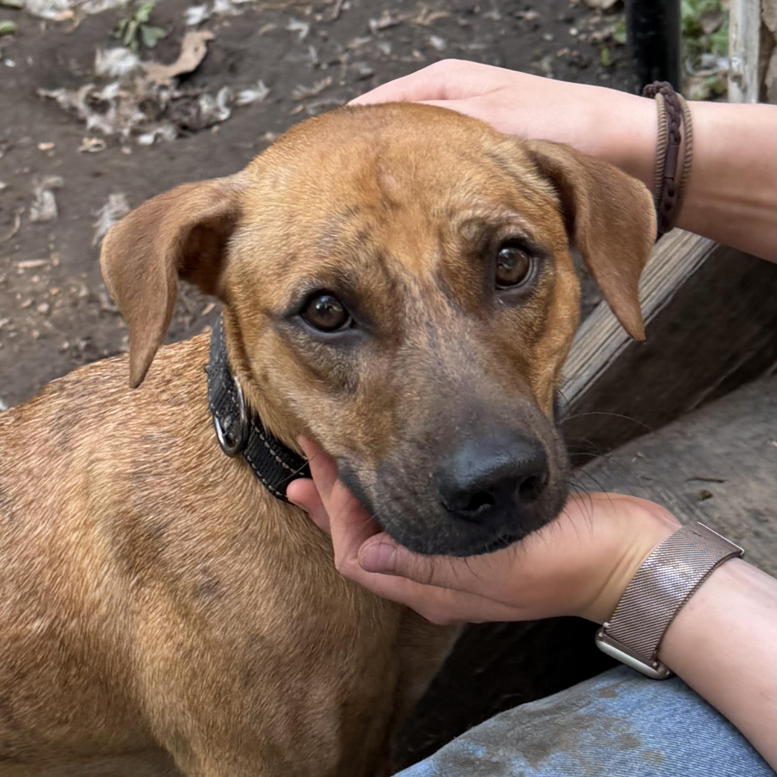 Enlarge JoJo, a Adoptable mixed breed in Ridgefield, CT image 1/6