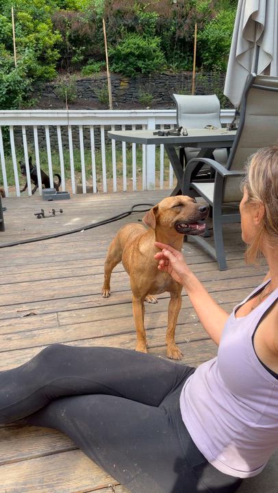 Enlarge JoJo, a Adoptable mixed breed in Ridgefield, CT video 6/6