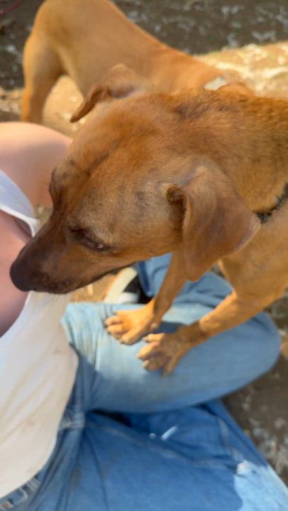 Enlarge JoJo, a Adoptable mixed breed in Ridgefield, CT video 5/6