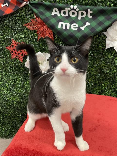 Enlarge OSBORNE, a Adoptable Domestic Short Hair in Saskatoon, SK image 1/1