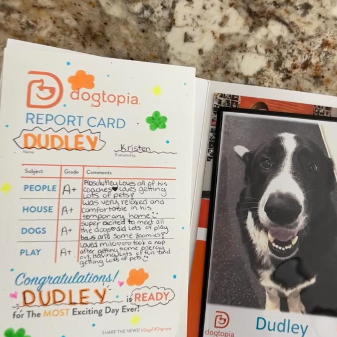 Dudley , Adoptable, Adult Male Bernese Mountain Dog & Great Pyrenees.