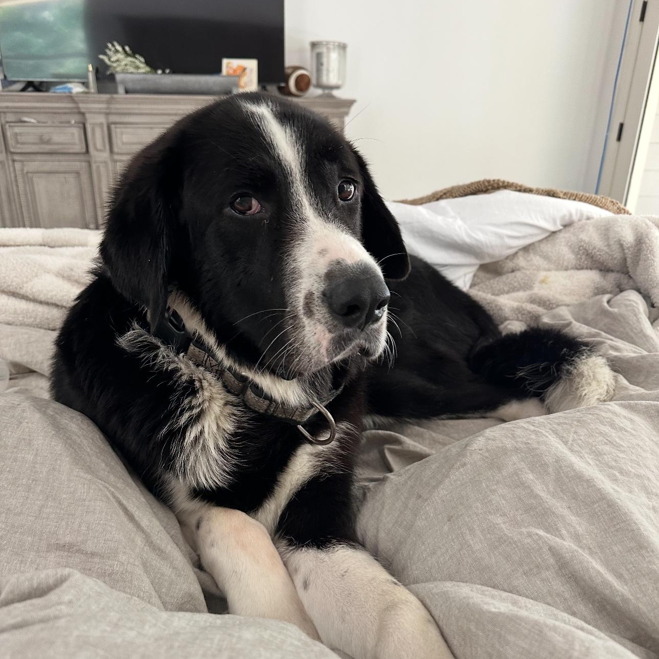 Dudley , a Adoptable mixed breed in magnolia, TX image 2/5