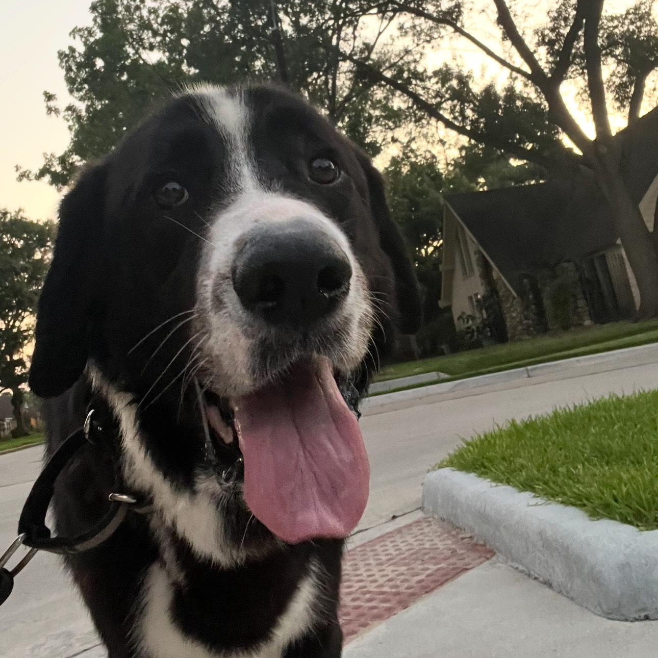 Dudley , a Adoptable mixed breed in magnolia, TX image 4/5