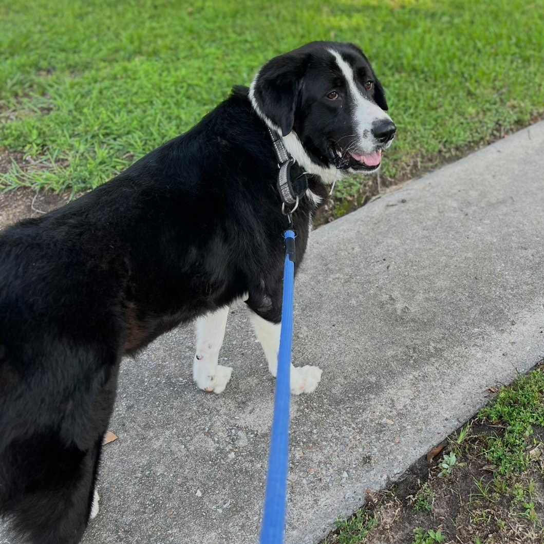 Dudley , a Adoptable mixed breed in magnolia, TX image 5/5