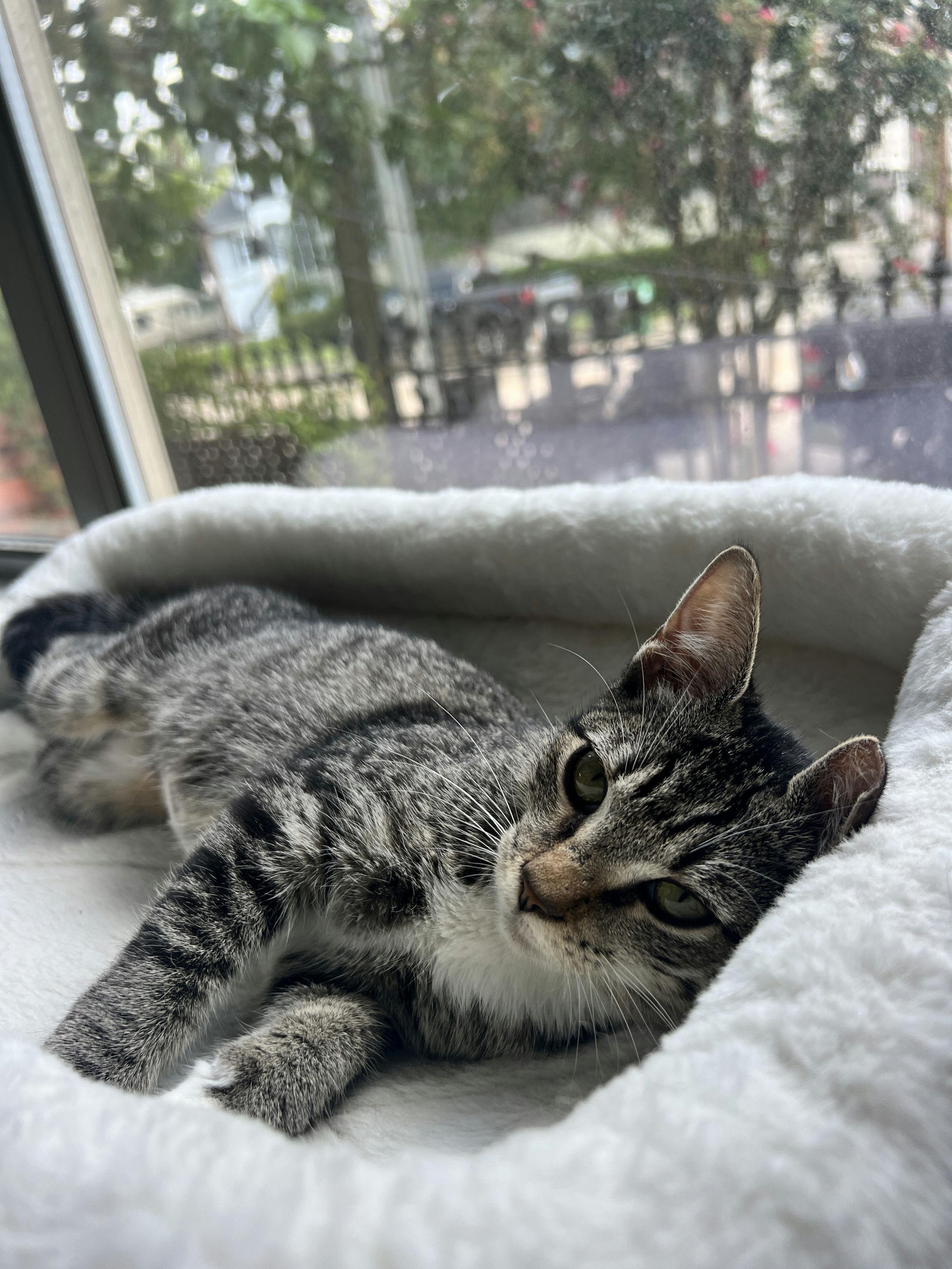 Juniper