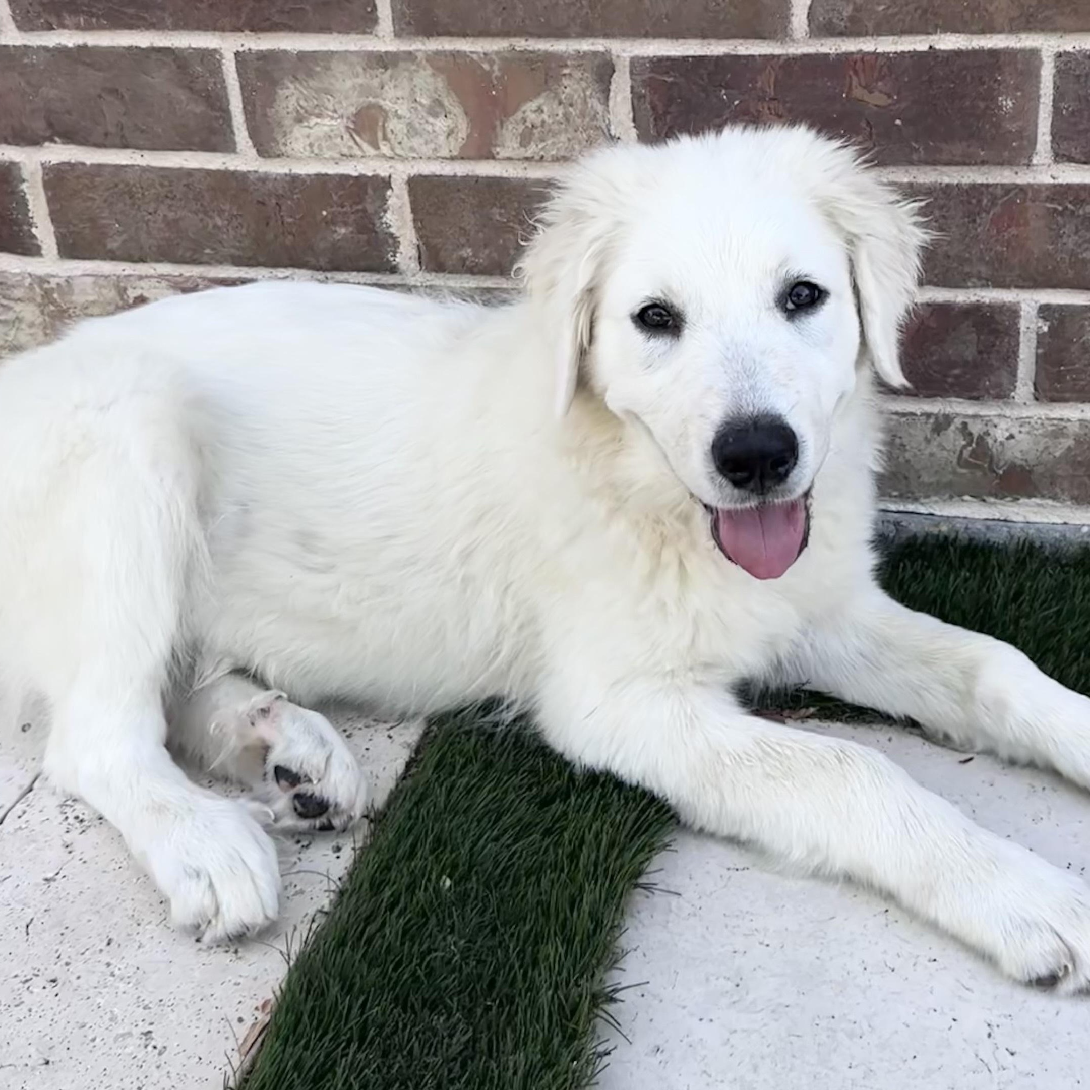 Enlarge Sadie, an adopted mixed breed in White Marsh, MD image 3/6