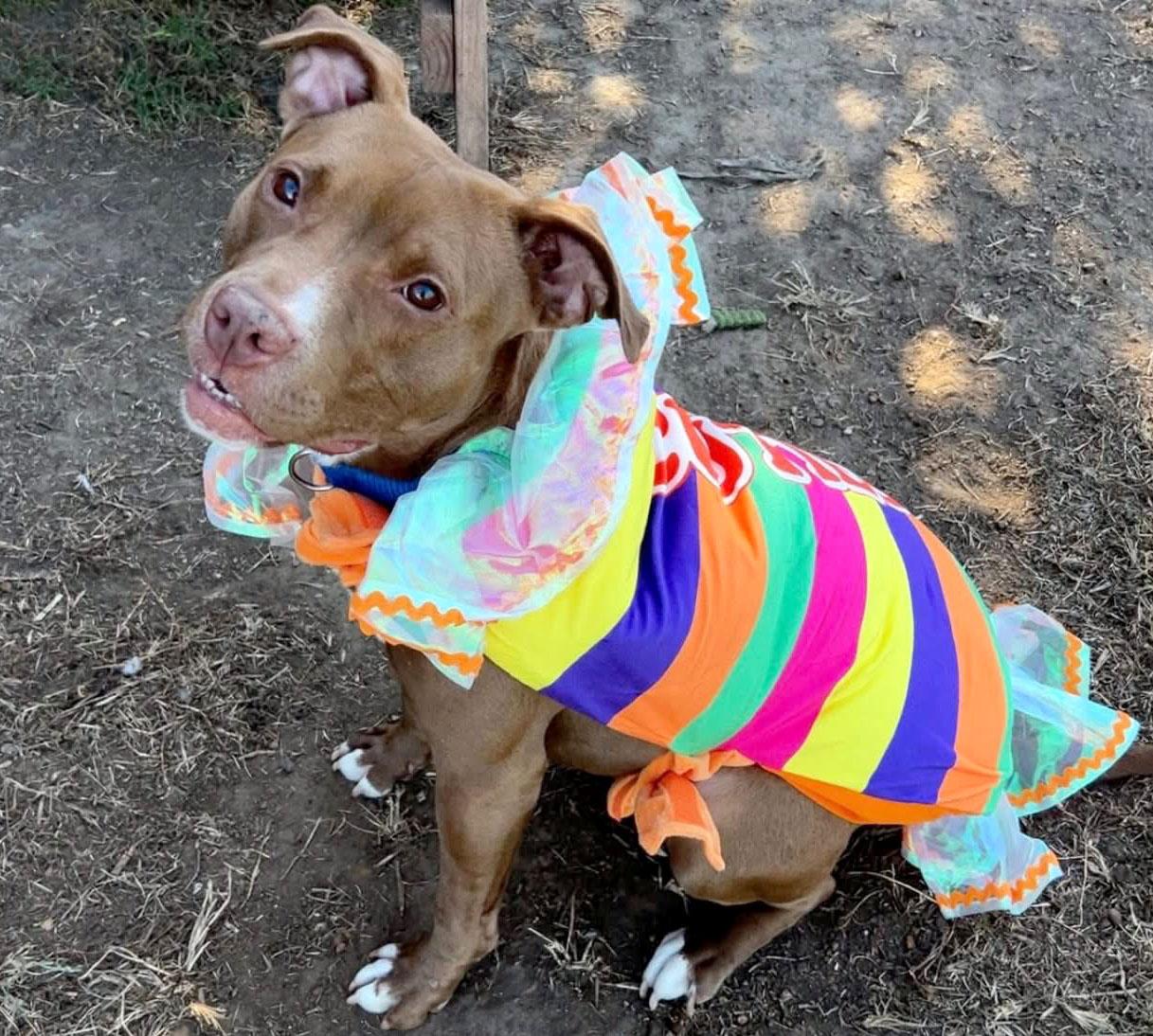 Enlarge Selkie (AO33765), a Adoptable mixed breed in Kansas City, KS image 3/6