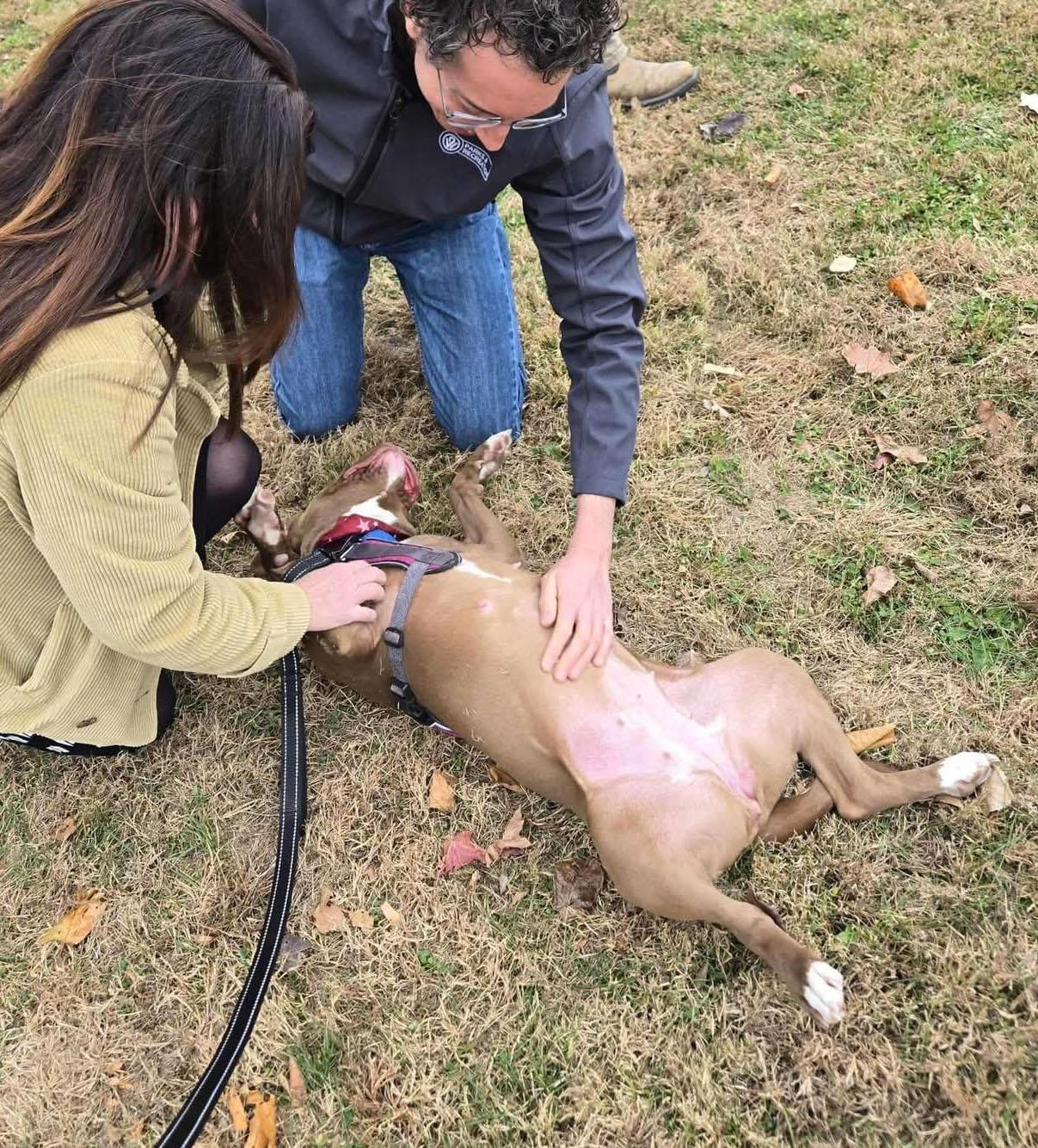 Enlarge Selkie (AO33765), a Adoptable mixed breed in Kansas City, KS image 5/6