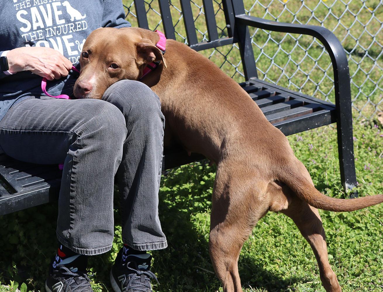 Selkie (AO33765), a Adoptable mixed breed in Kansas City, KS image 2/6