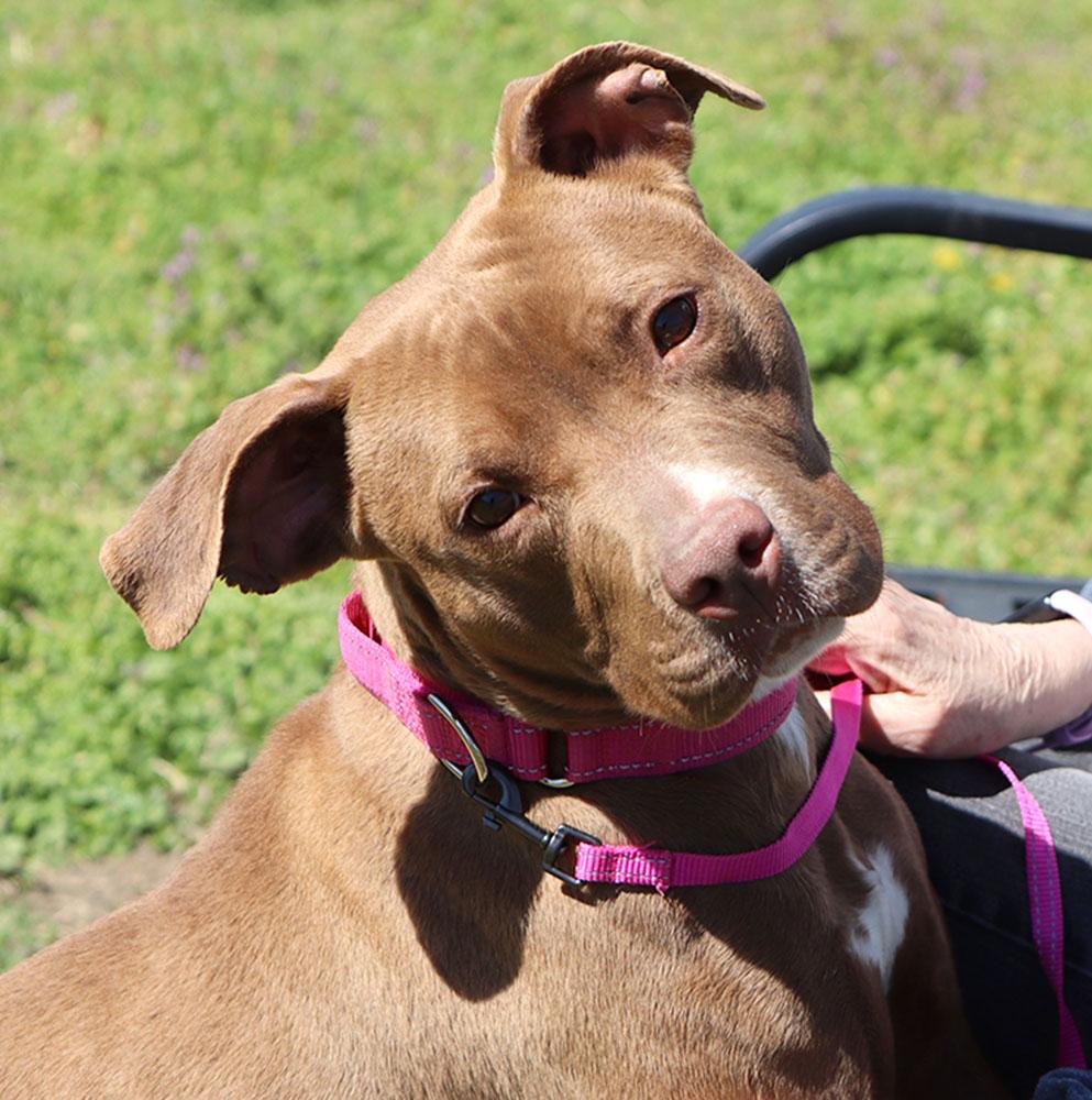 Selkie (AO33765), a Adoptable mixed breed in Kansas City, KS image 5/6