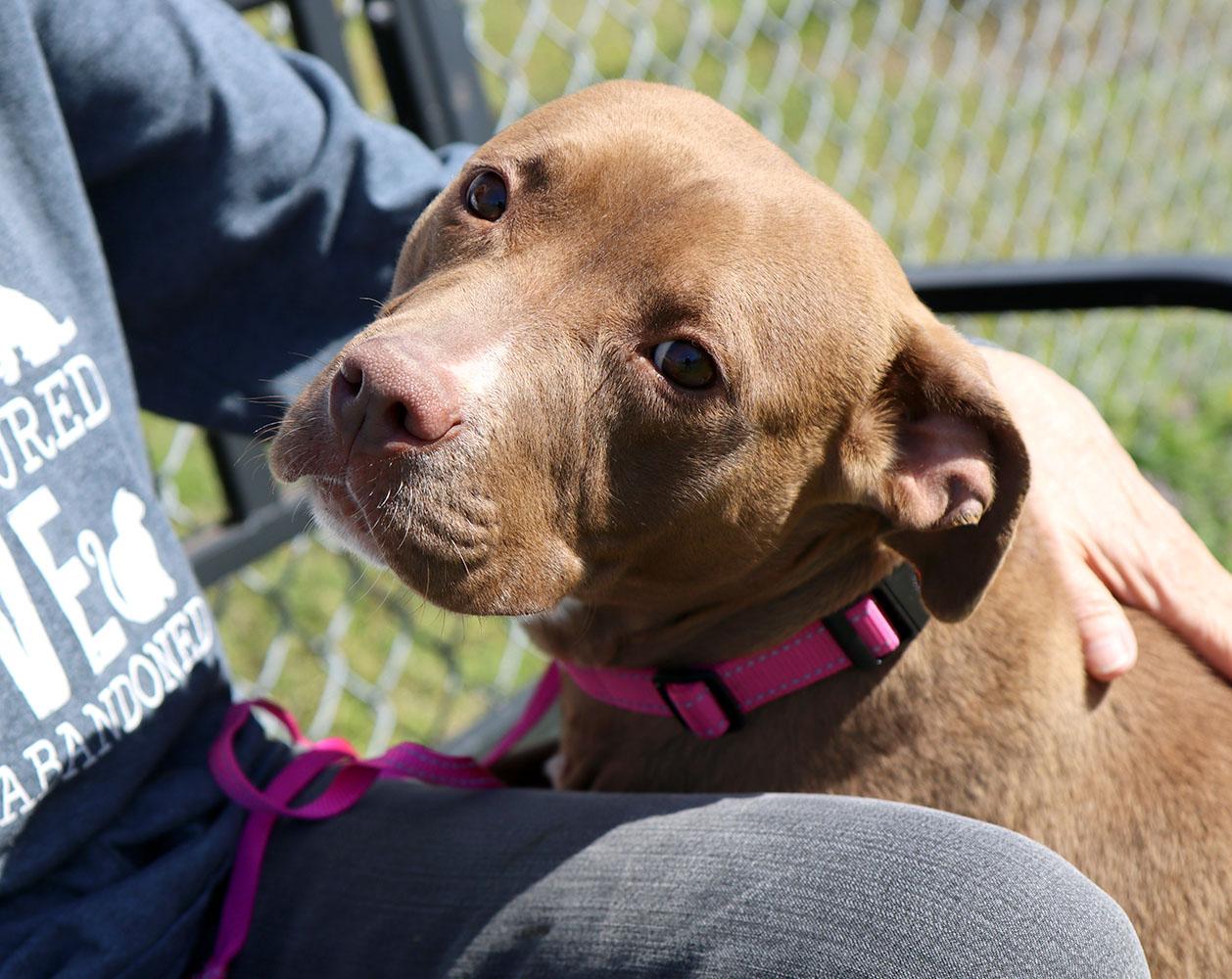 Selkie (AO33765), a Adoptable mixed breed in Kansas City, KS image 3/6