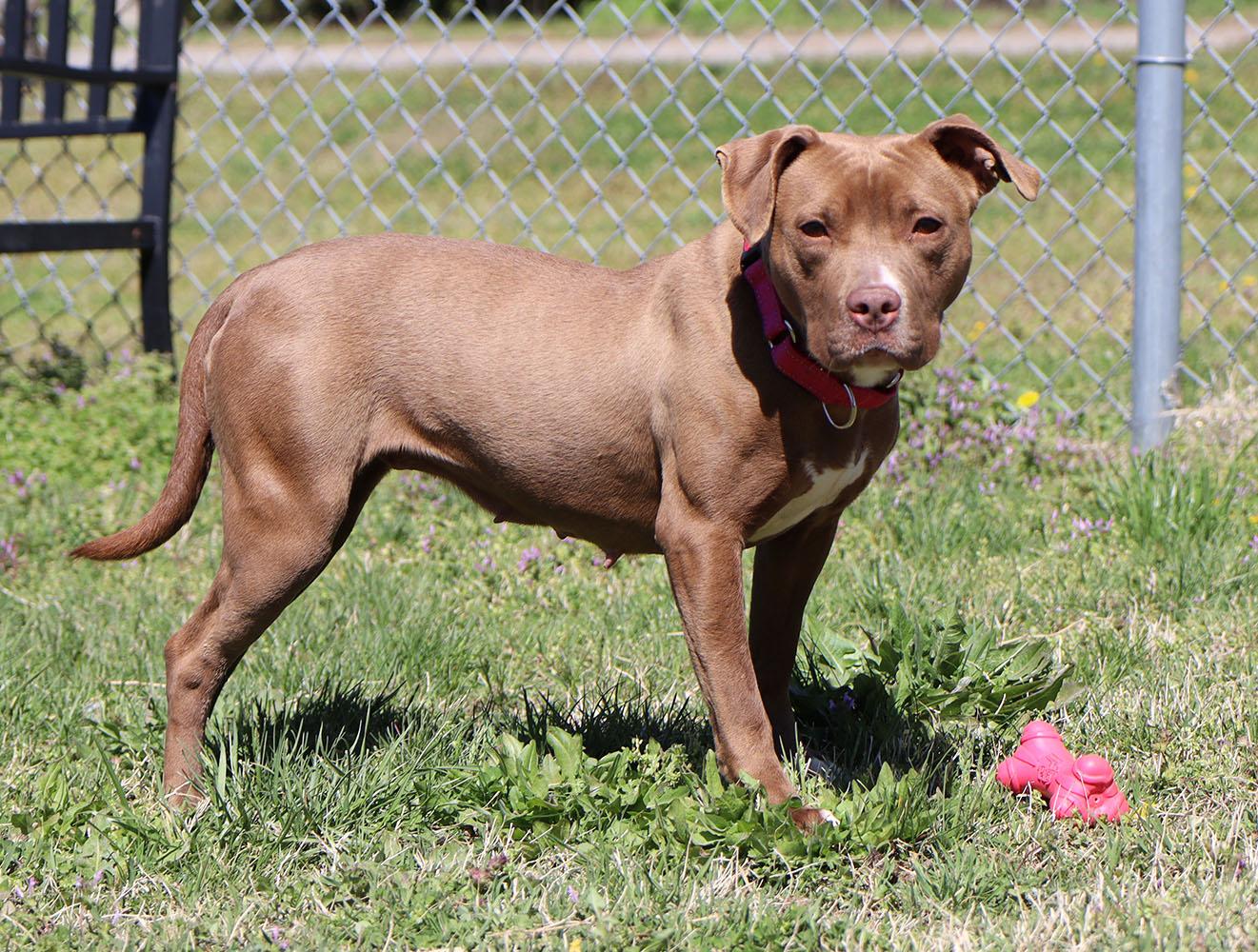 Selkie (AO33765), a Adoptable mixed breed in Kansas City, KS image 6/6