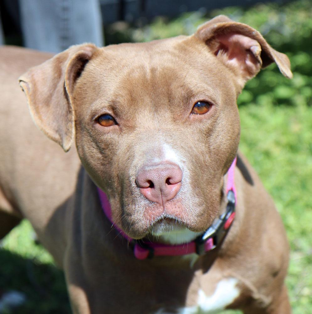 Selkie (AO33765), a Adoptable mixed breed in Kansas City, KS image 4/6