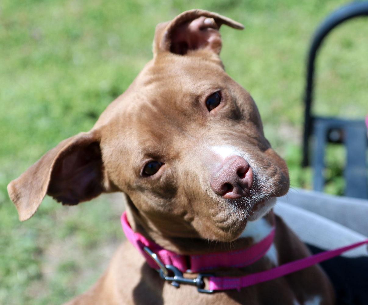 Selkie (AO33765), a Adoptable mixed breed in Kansas City, KS image 1/6