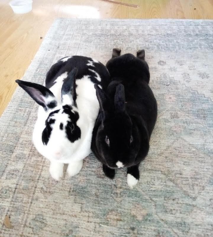 Oza & Haninbo, Adoptable, Adult Male Mini Rex.