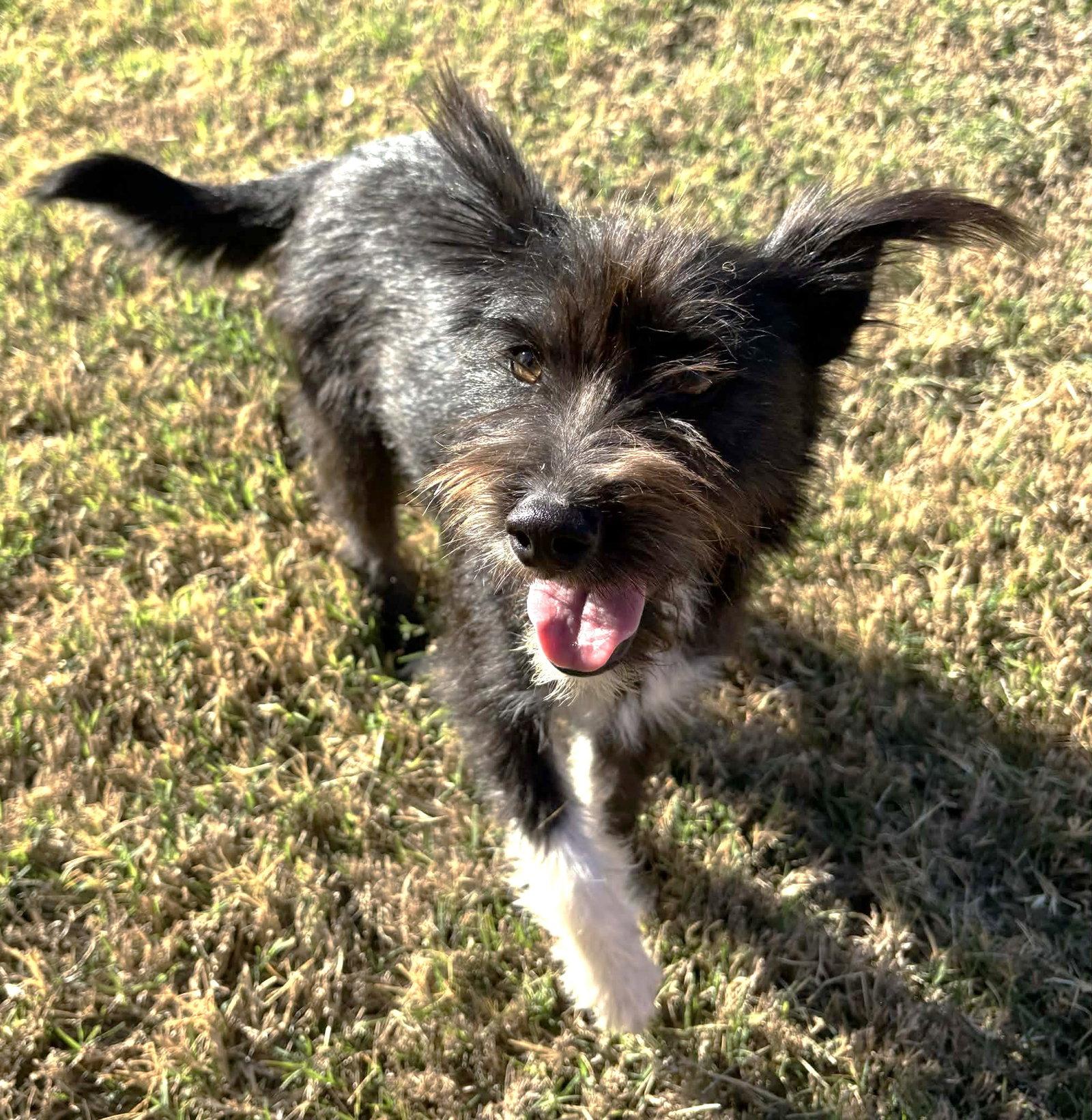 Josey TX, a Adoptable Terrier in Boonton, NJ image 1/3
