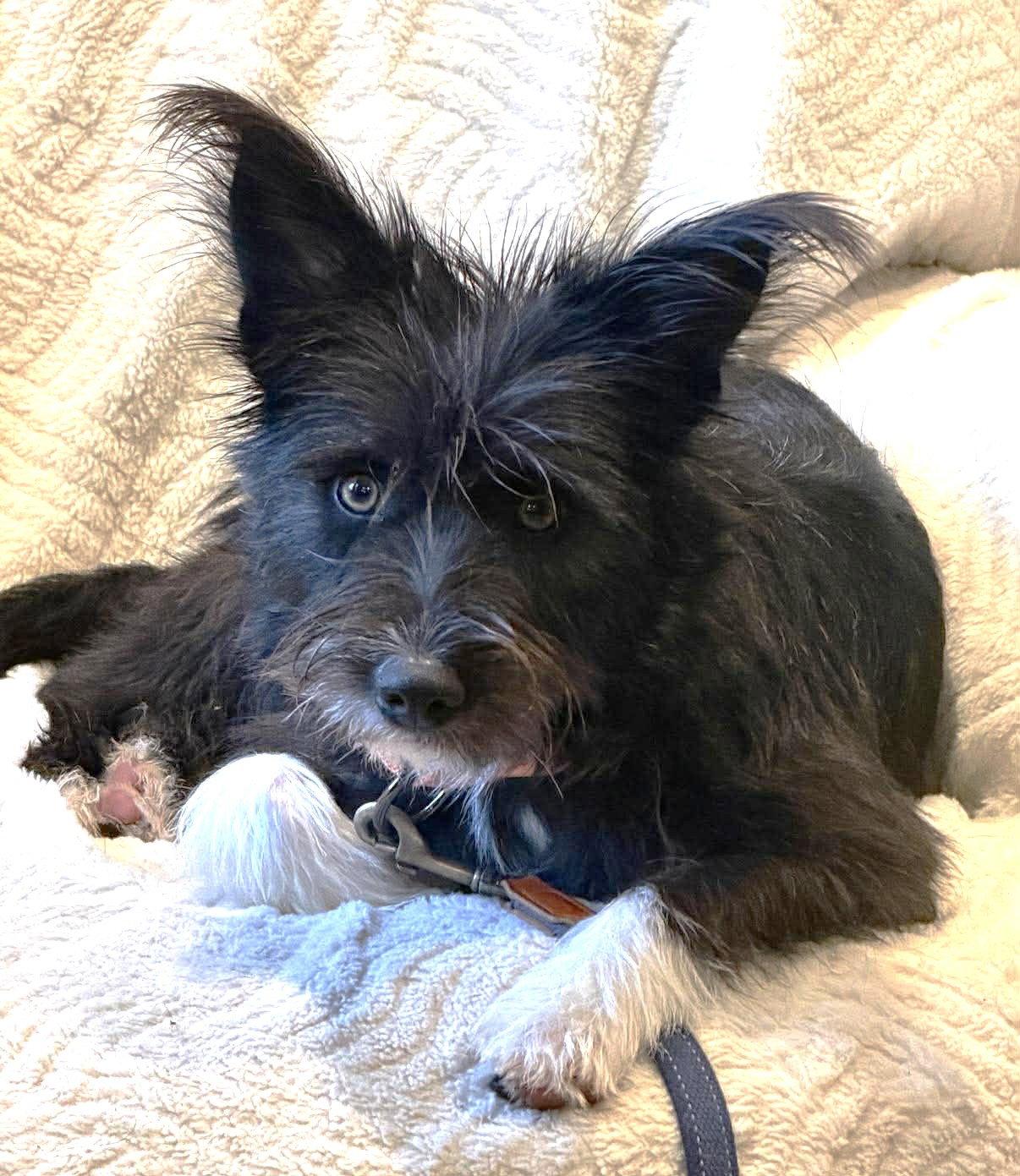 Josey TX, Adoptable, Young Female Terrier.