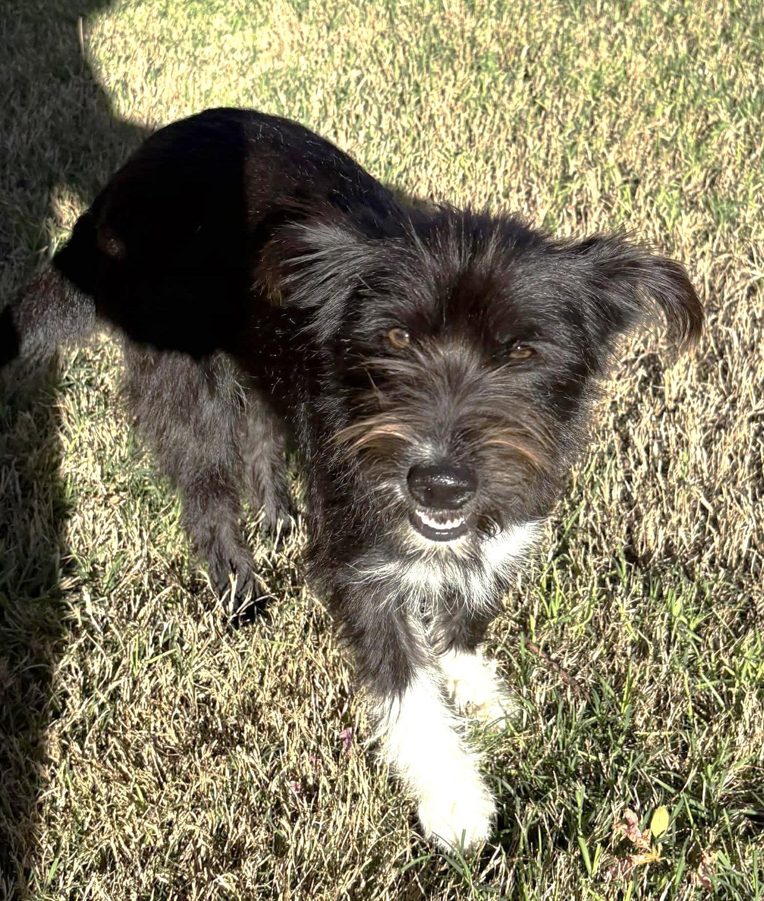 Josey TX, a Adoptable Terrier in Boonton, NJ image 2/3