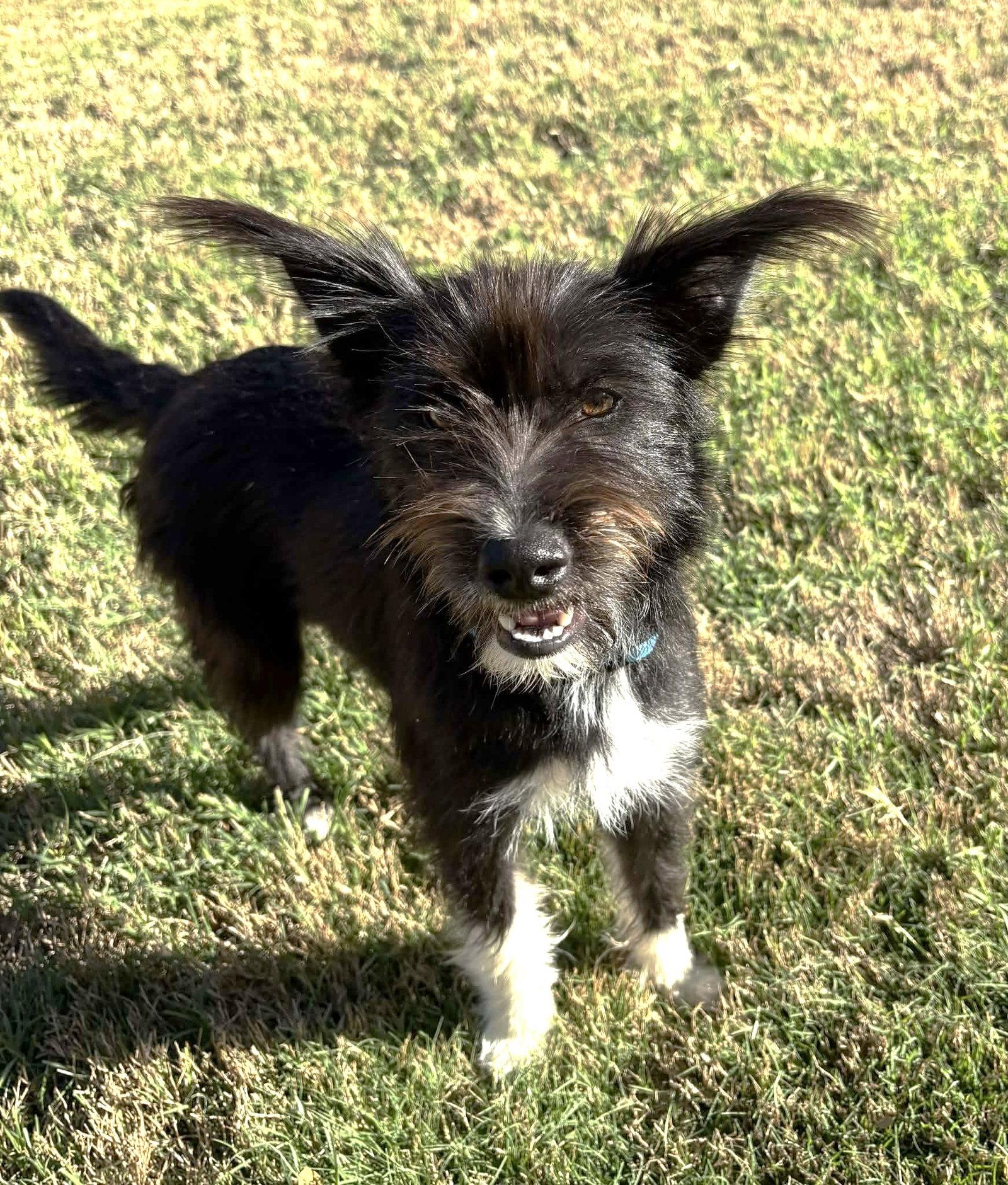 Josey TX, a Adoptable Terrier in Boonton, NJ image 3/3