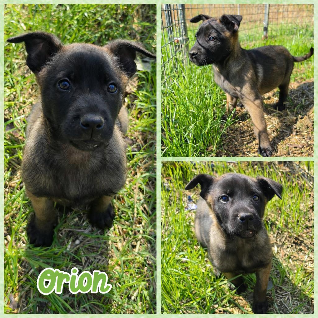 Enlarge Orion, an adopted Belgian Shepherd / Malinois in Blacksburg, SC image 1/2