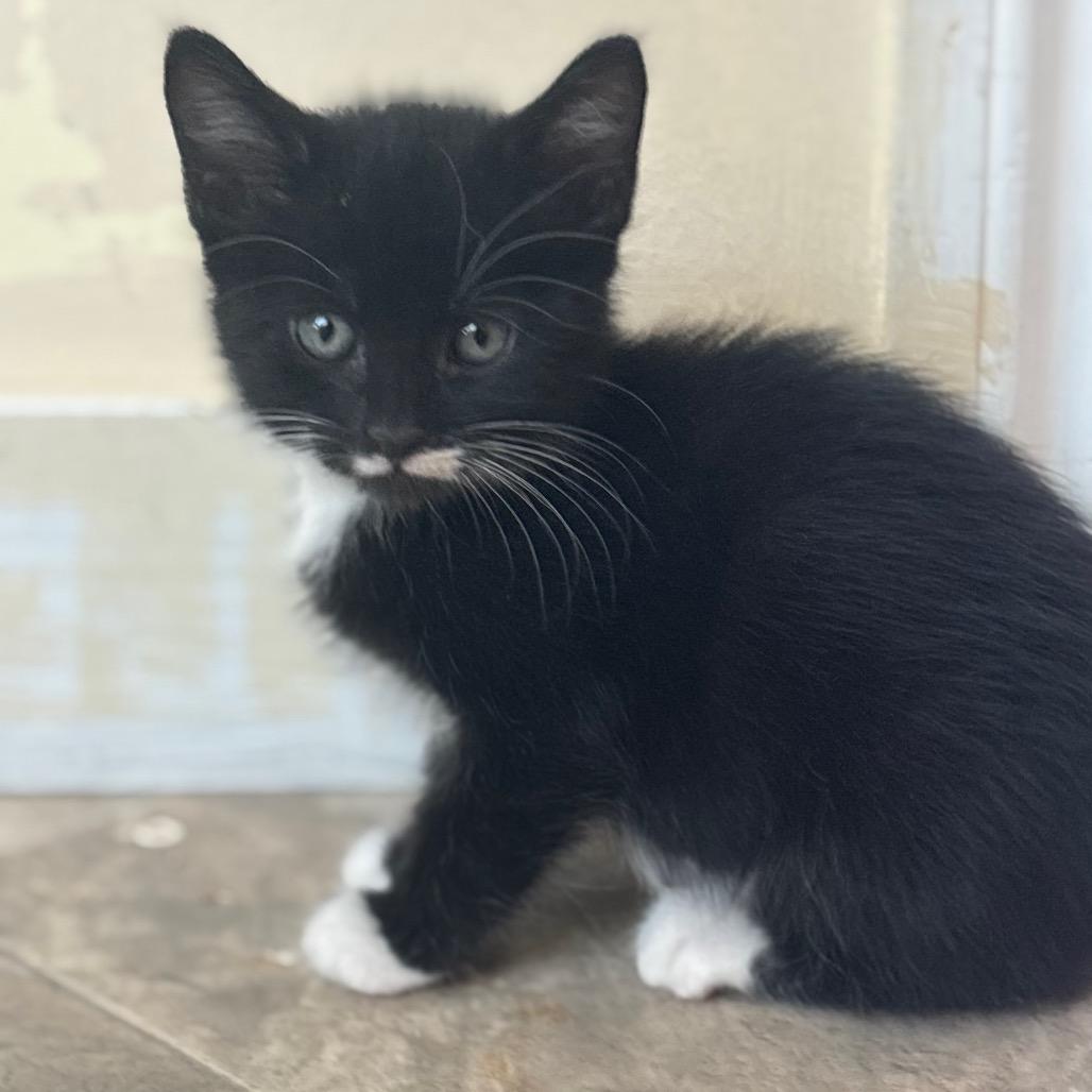 Moon Cloud, a Adoptable Domestic Short Hair in San Pablo, CA image 2/3