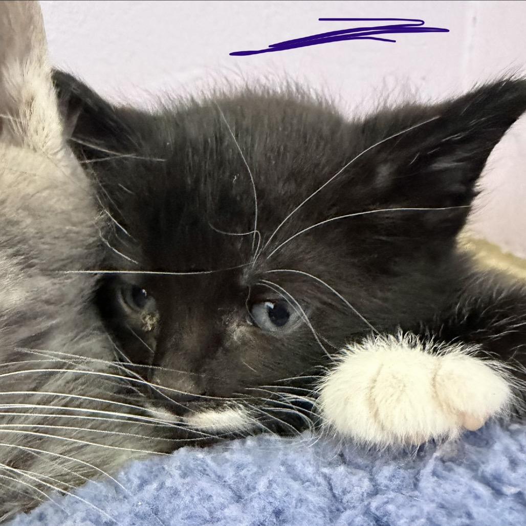 Moon Cloud, a Adoptable Domestic Short Hair in San Pablo, CA image 3/3