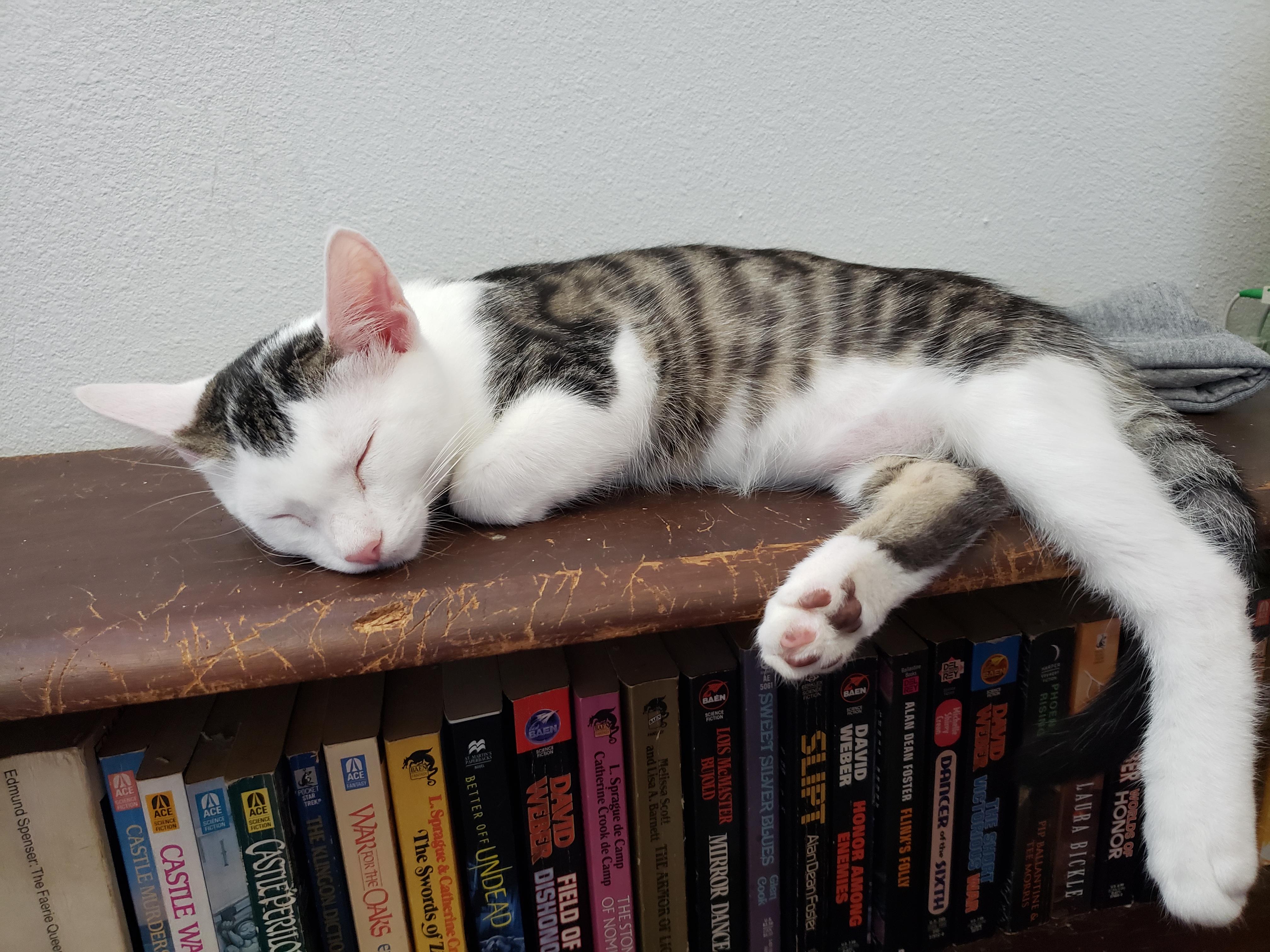 Ruffles, an adopted Domestic Short Hair in Buena Park, CA image 2/6