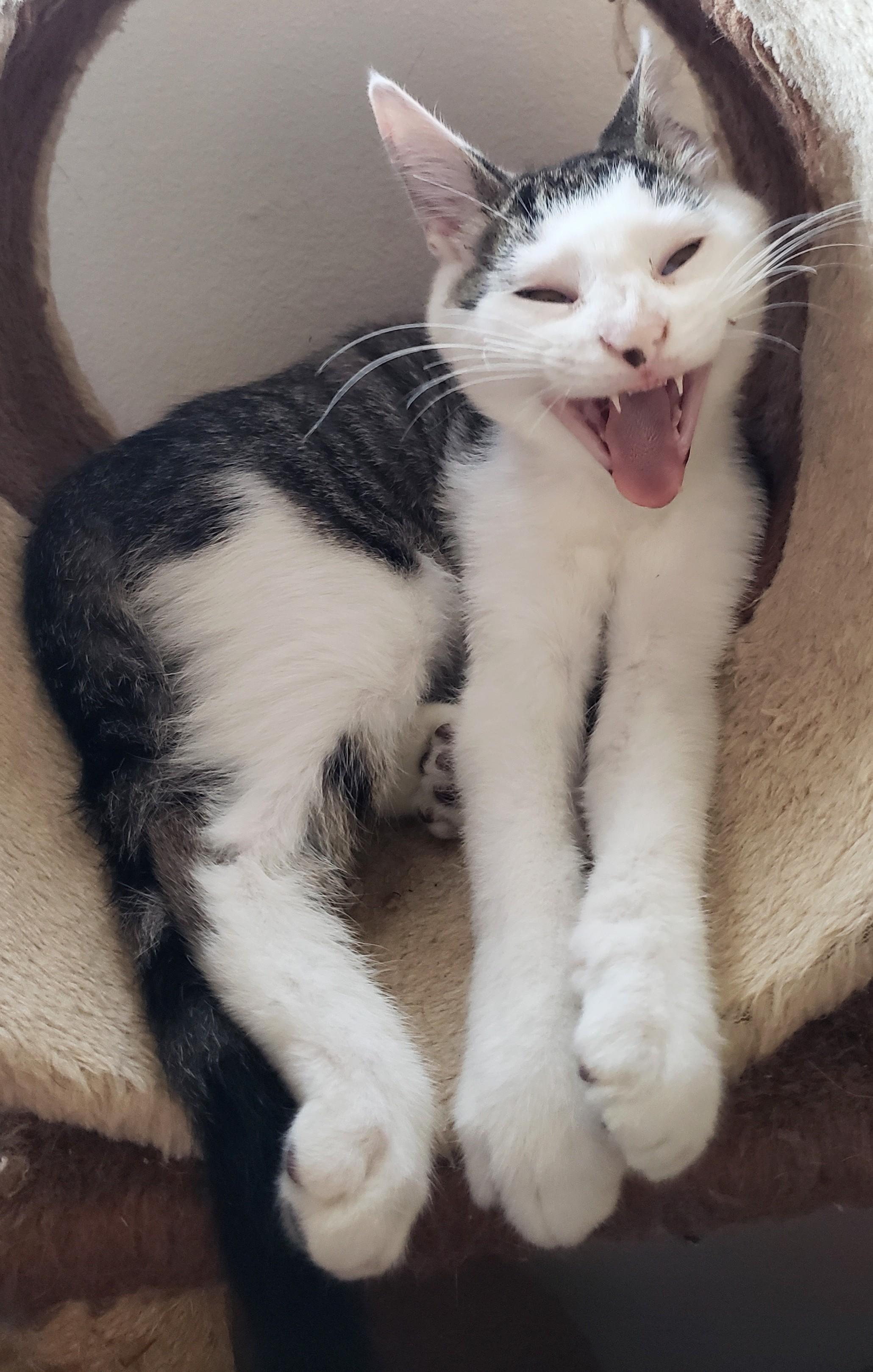 Ruffles, an adopted Domestic Short Hair in Buena Park, CA image 6/6