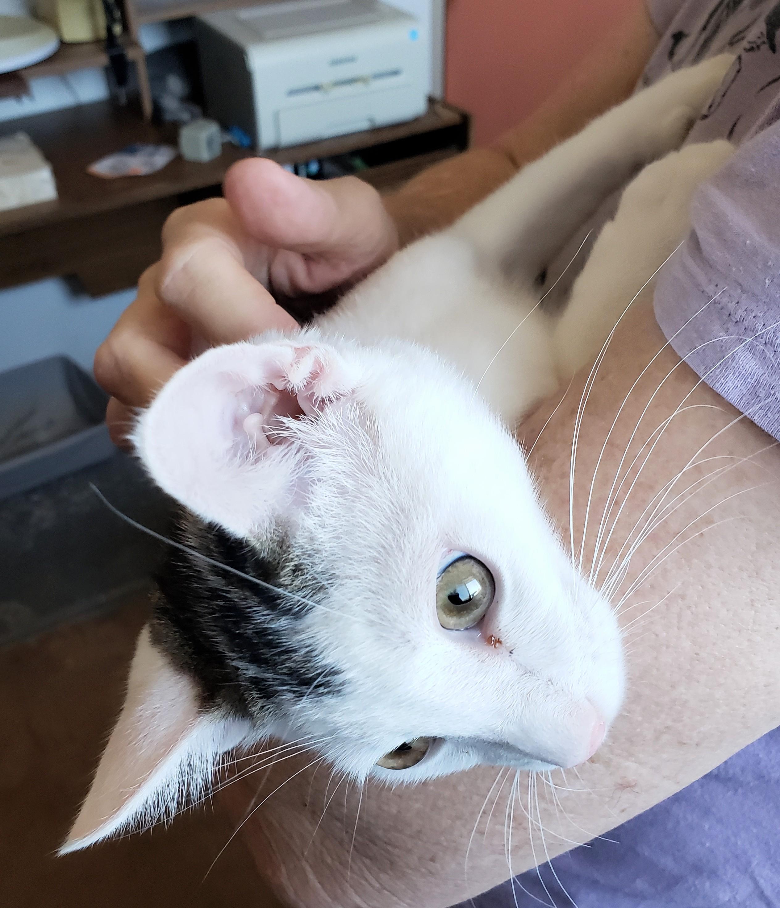 Ruffles, an adopted Domestic Short Hair in Buena Park, CA image 4/6