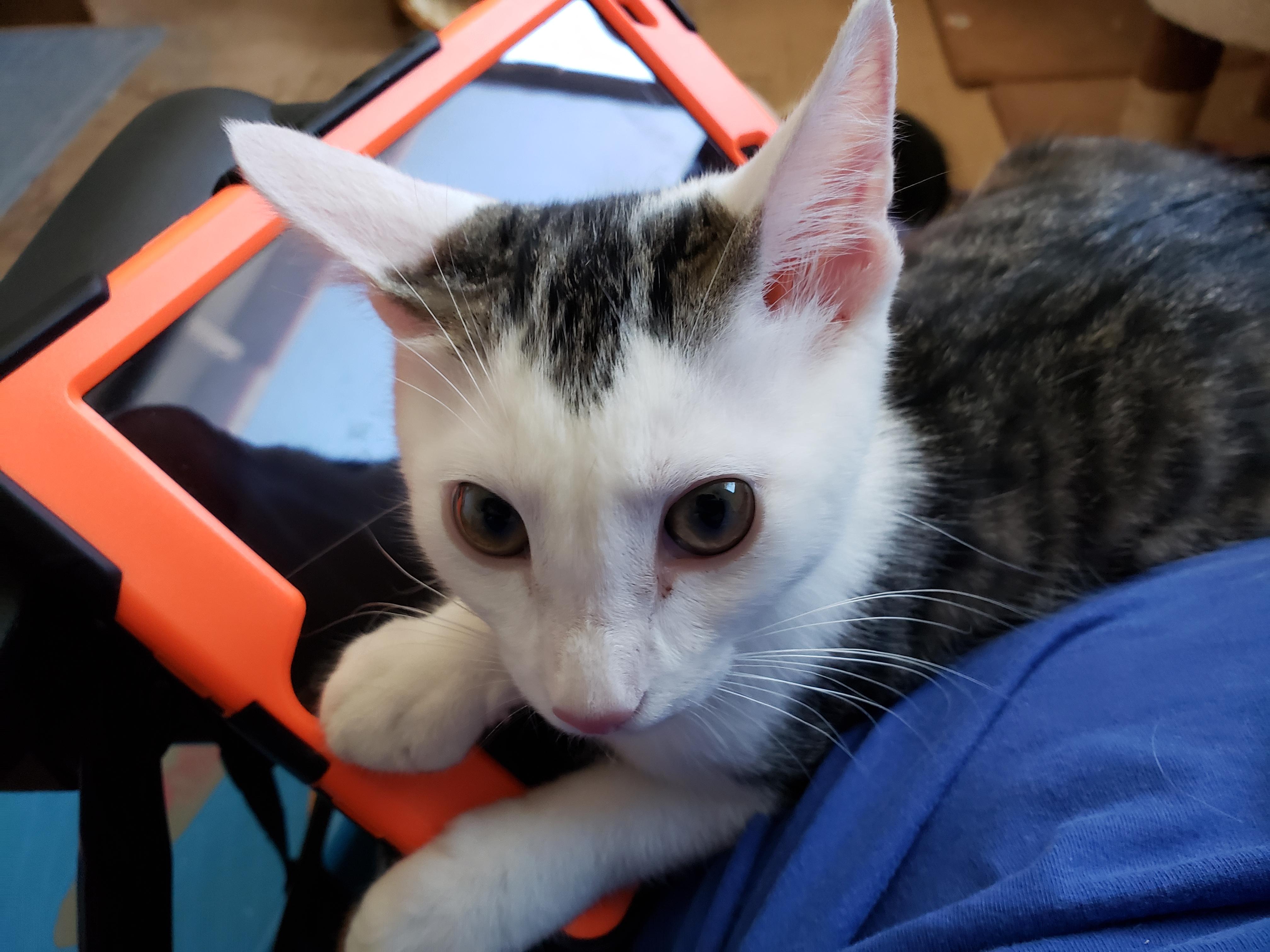 Ruffles, an adopted Domestic Short Hair in Buena Park, CA image 3/6