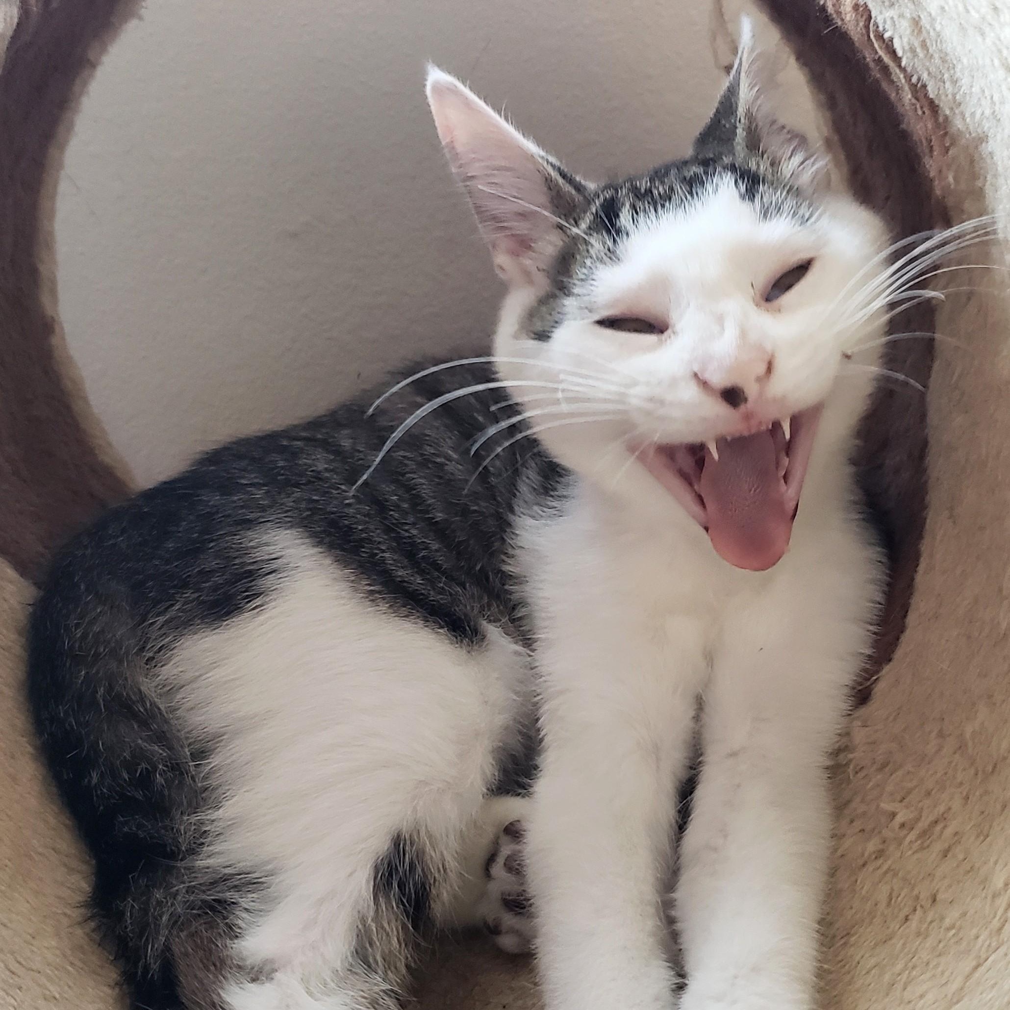 Ruffles, an adopted Domestic Short Hair in Buena Park, CA image 1/6