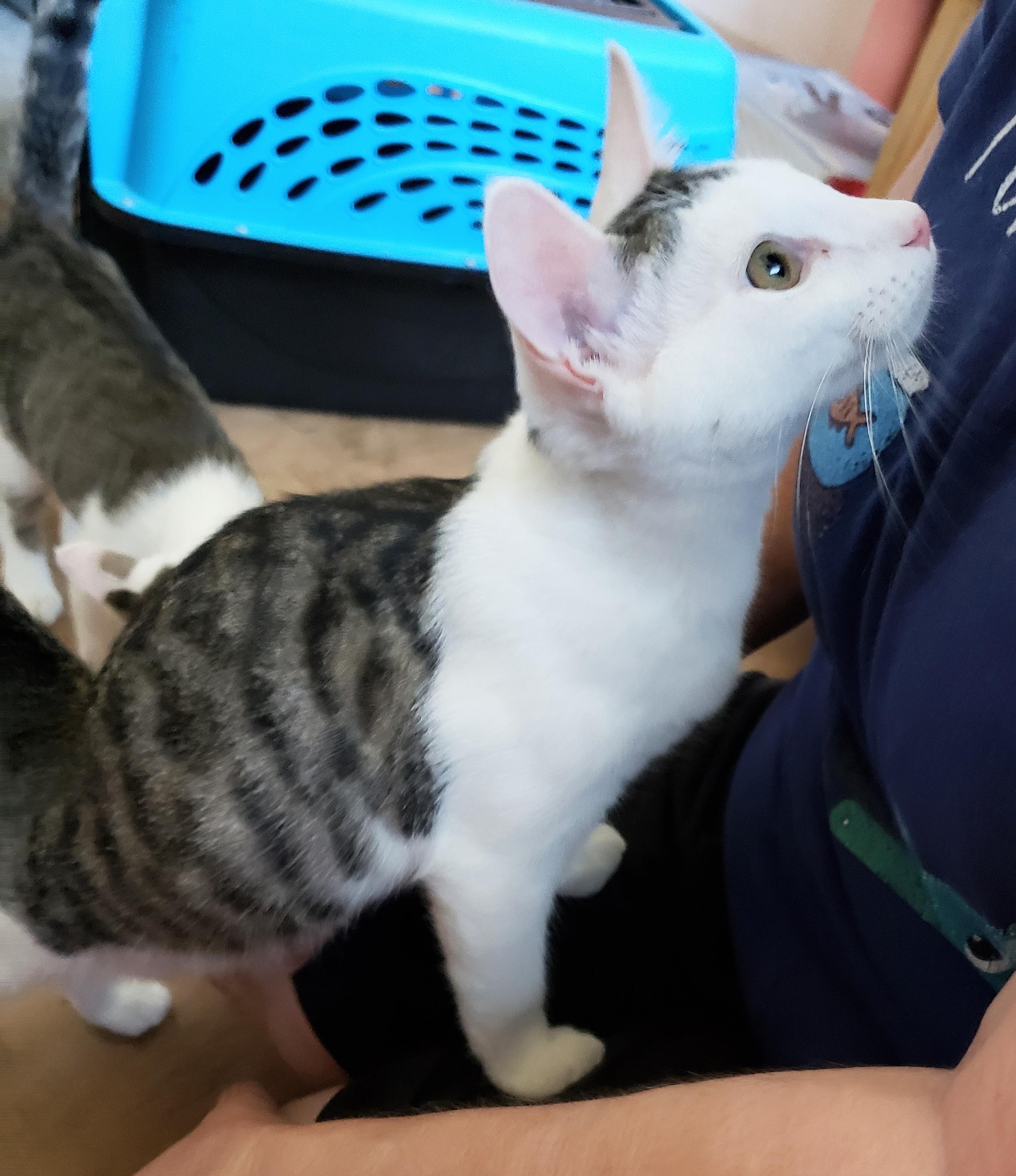Ruffles, an adopted Domestic Short Hair in Buena Park, CA image 5/6