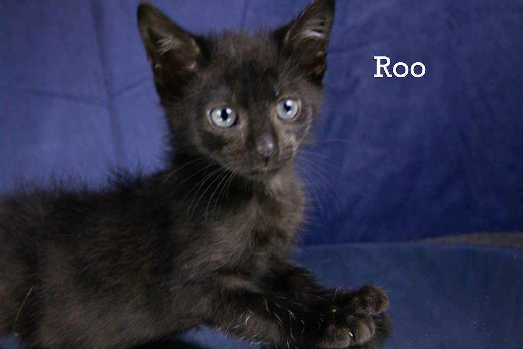 Roo