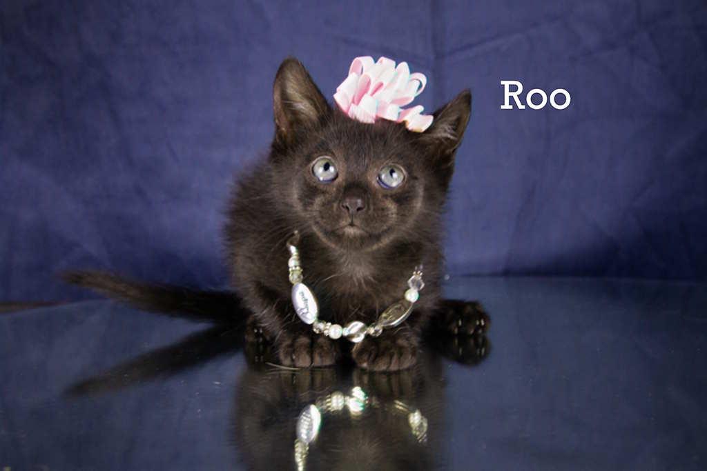 Roo